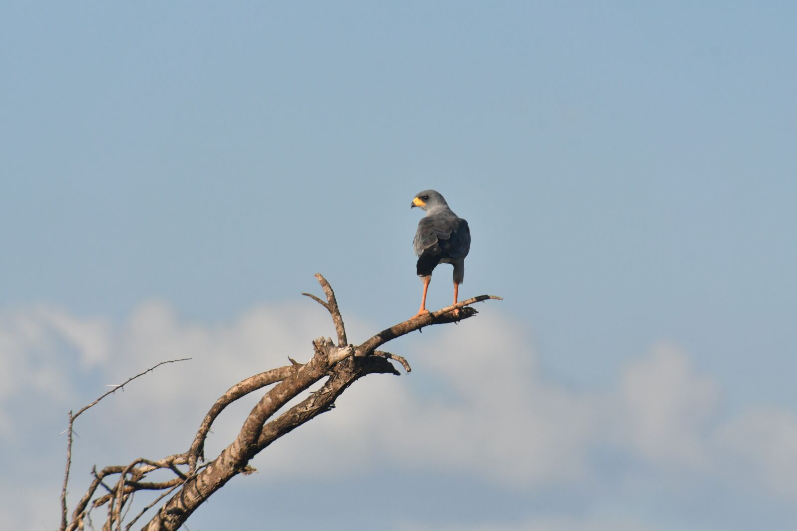 Nikon D500 sample photo. Bird, nature, animals photography