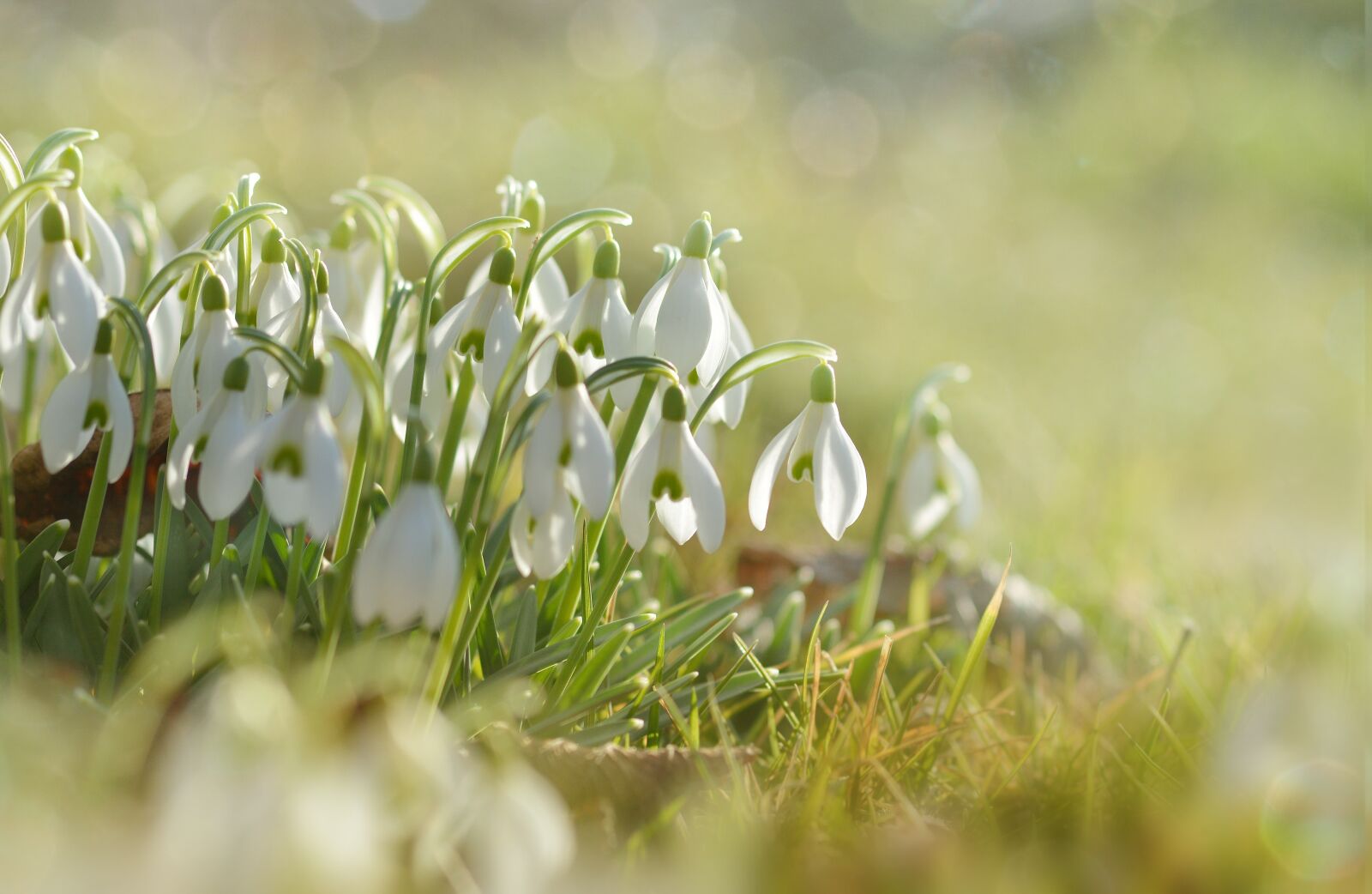 Nikon D7100 sample photo. Schneegloegglein, snowdrop, plant photography