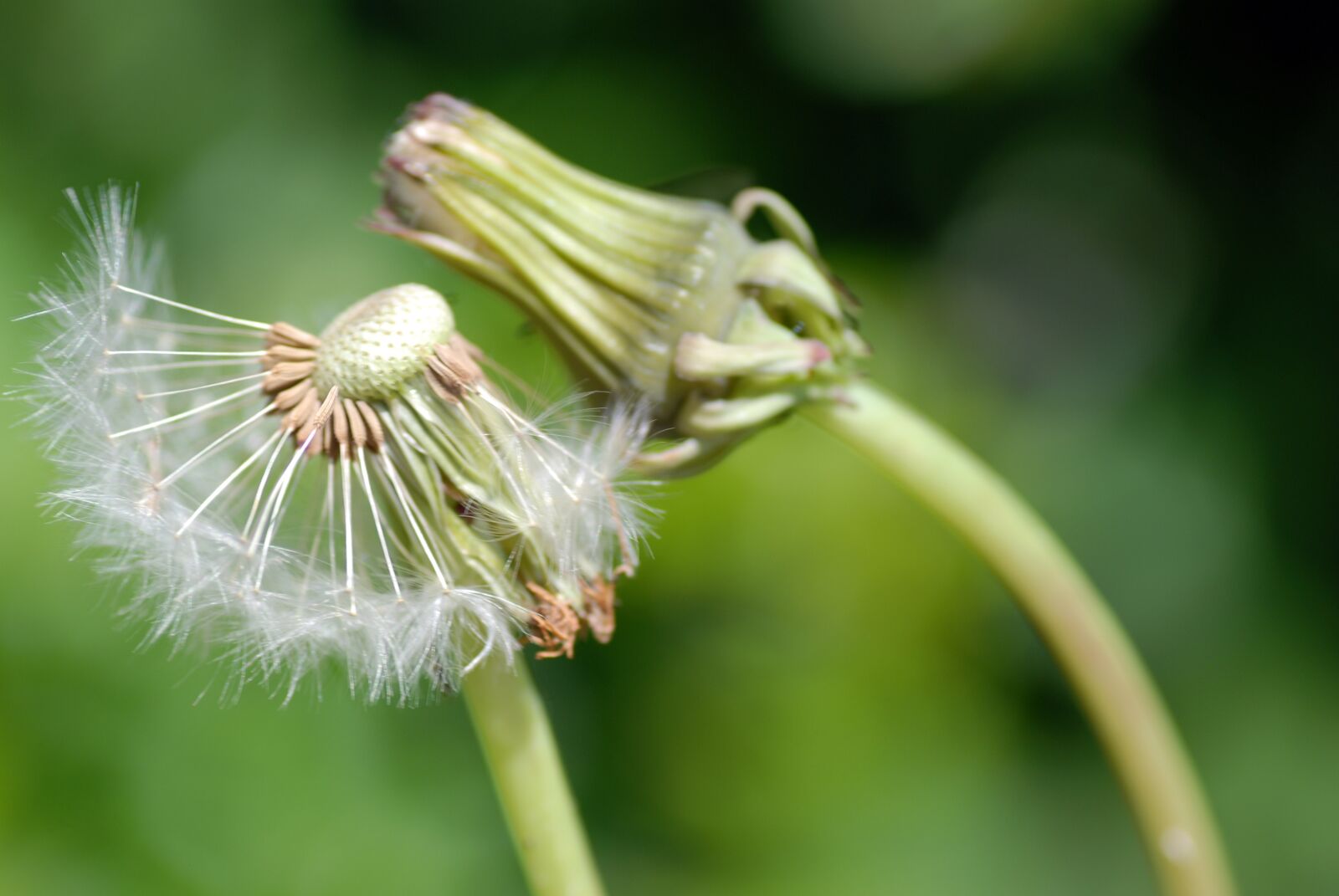Nikon D80 sample photo. Dandelion, nature, flower photography