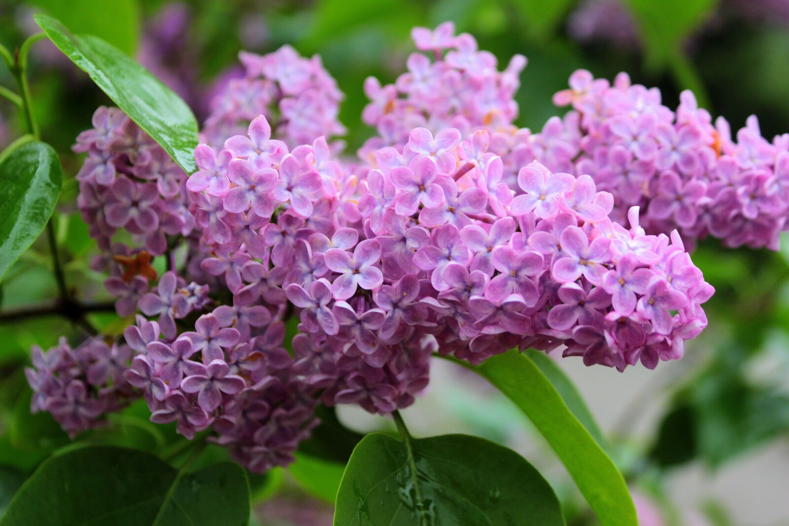 Canon EOS 650D (EOS Rebel T4i / EOS Kiss X6i) sample photo. Lilac, syringa, olive crop photography