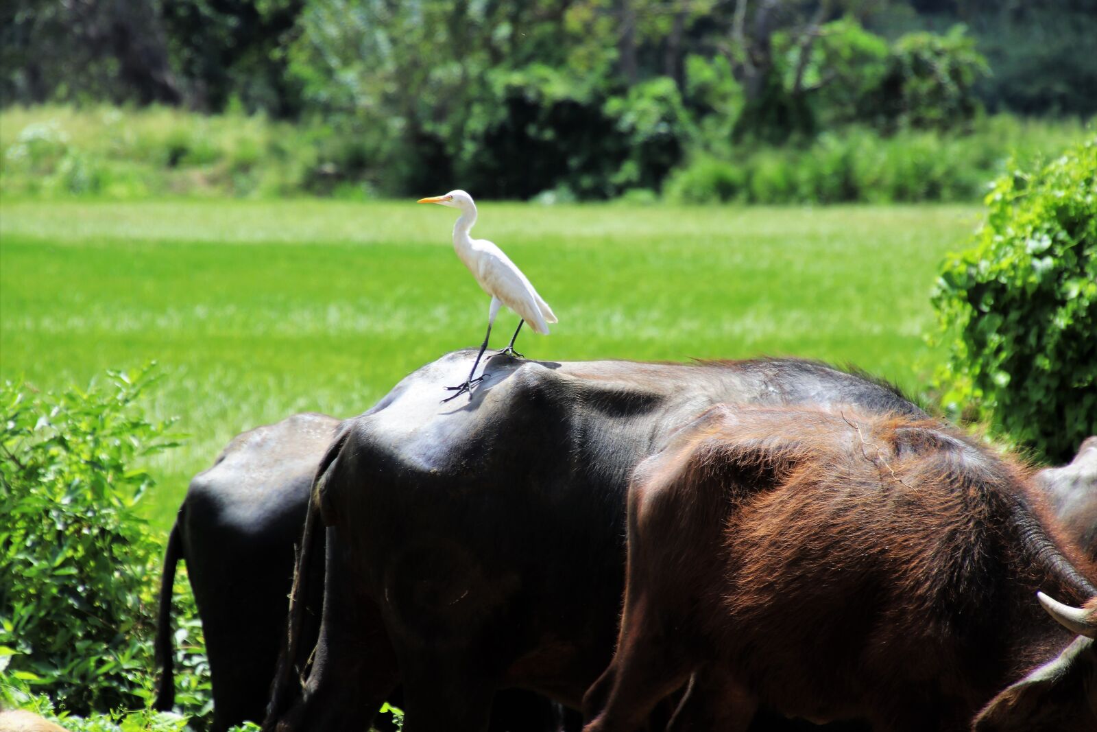 Canon EOS 80D sample photo. Heron, nature, grass photography