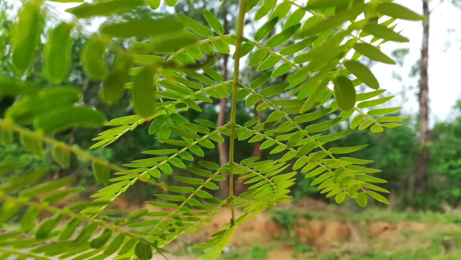 HUAWEI honor 6x sample photo. Environment, green photography