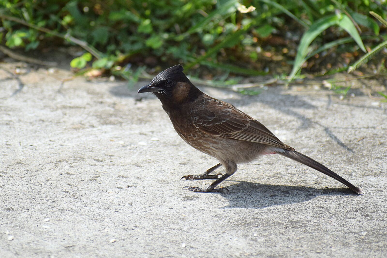 Nikon D3300 sample photo. Bird, bulbul, natural photography