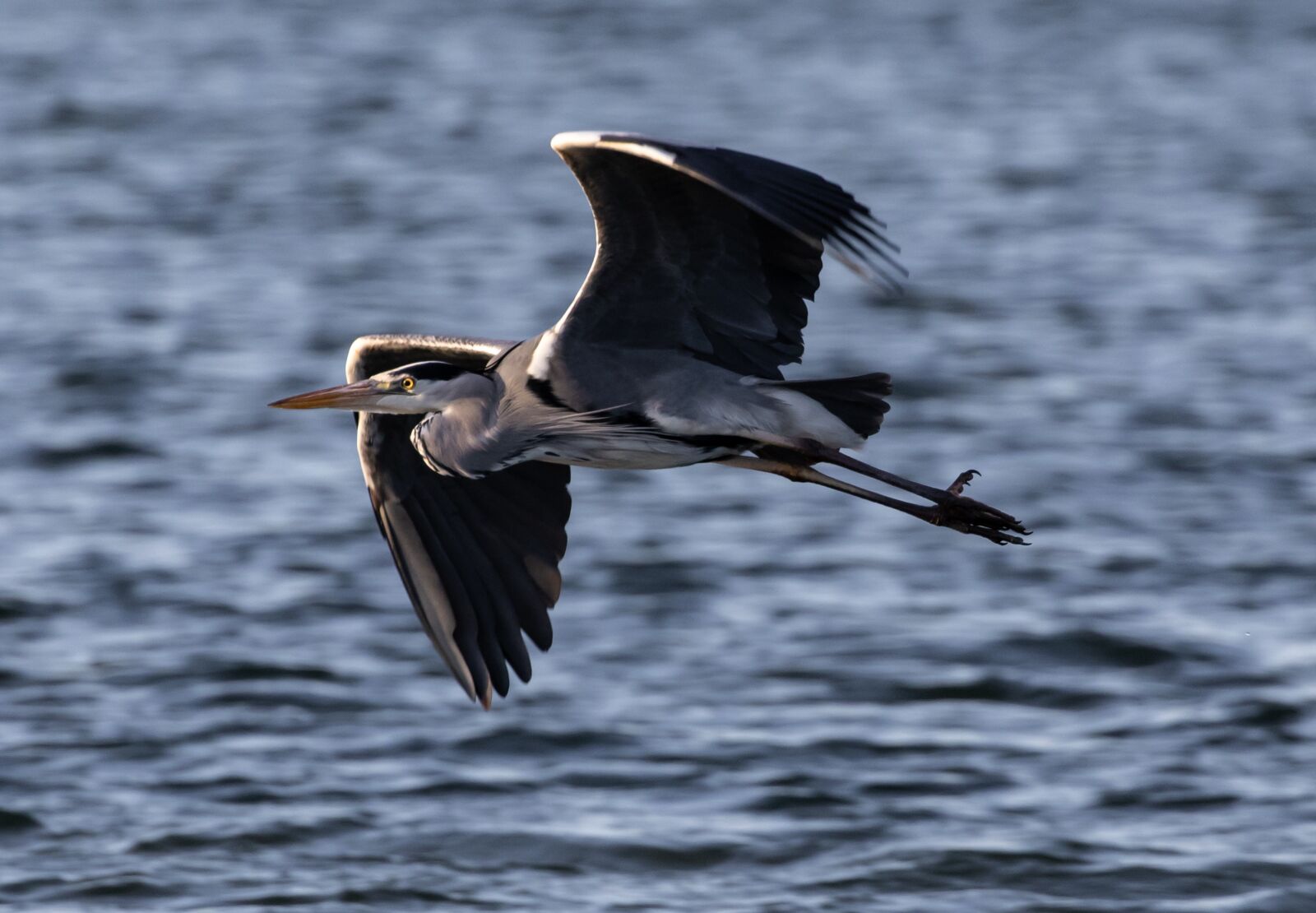 Canon EOS 7D Mark II sample photo. Heron flying, heron, grey photography