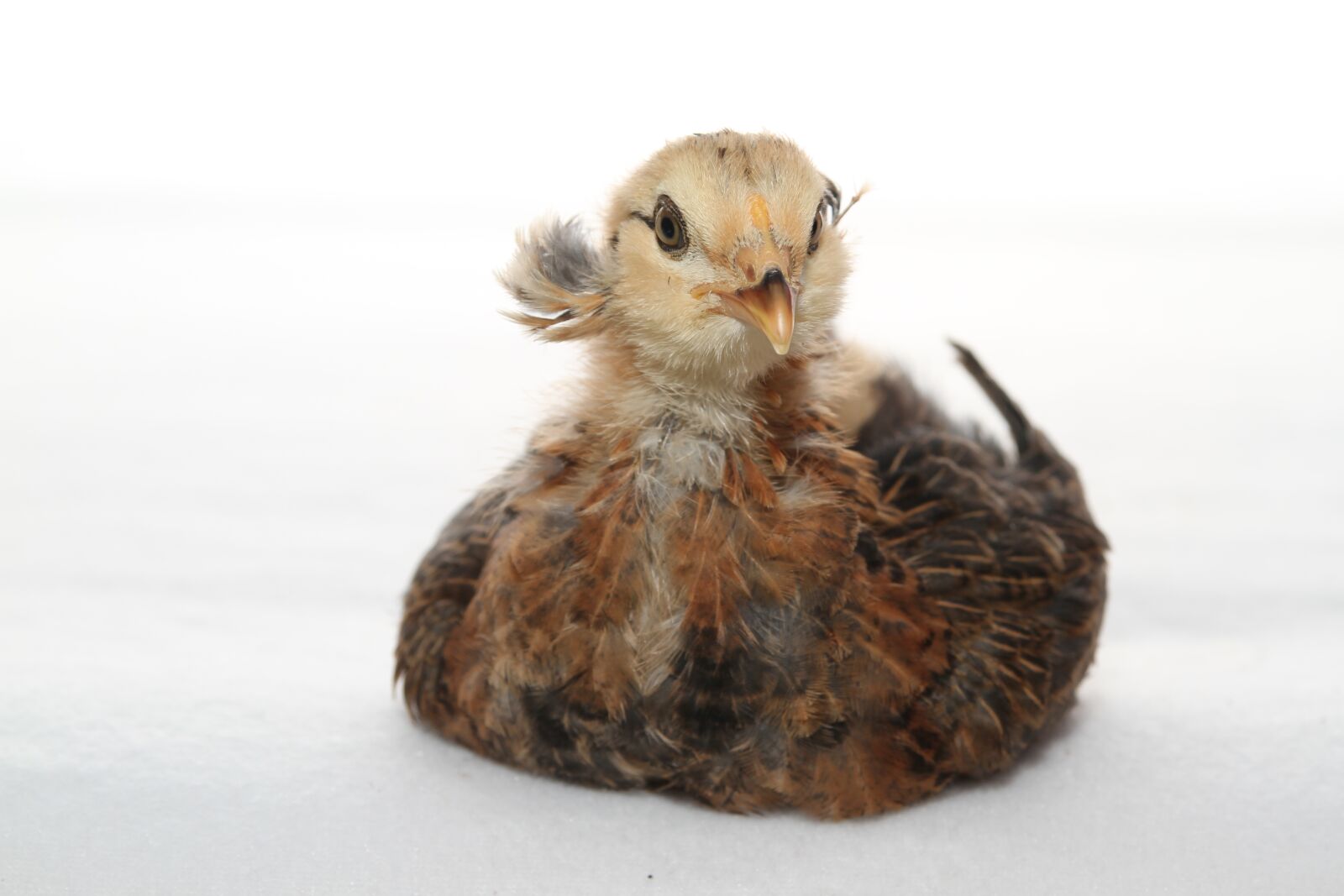 Canon EOS 7D sample photo. Araucana, chicks, easter photography