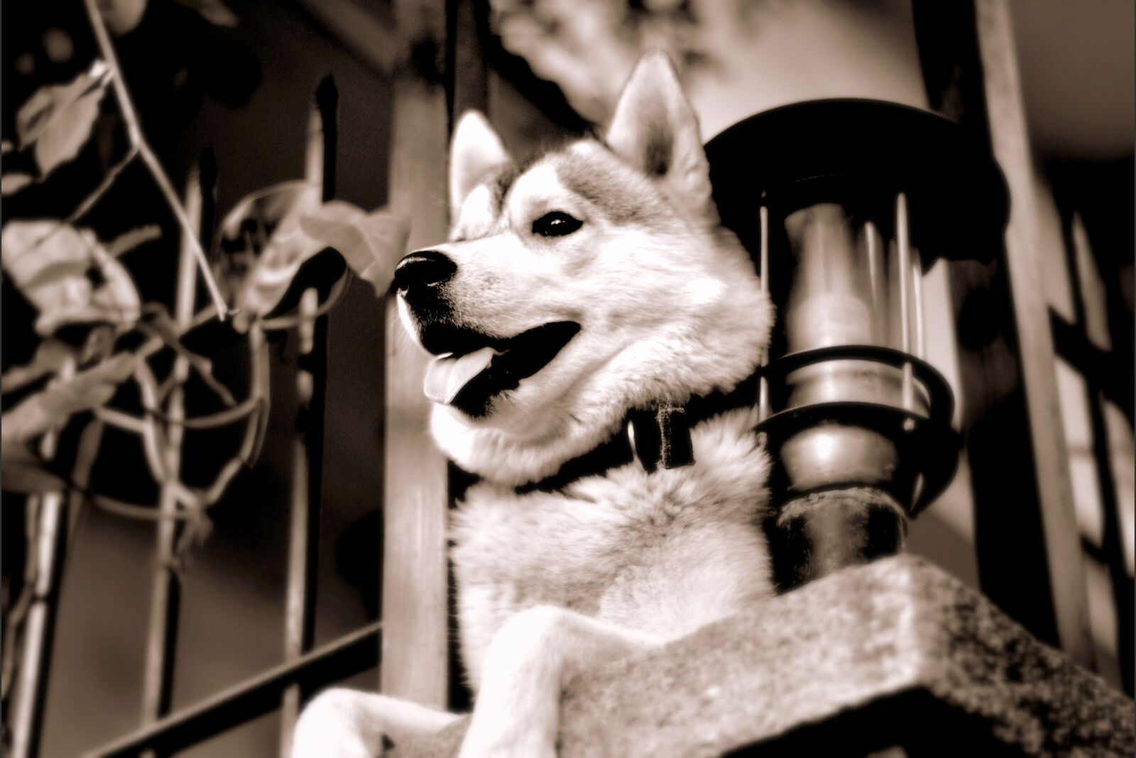 Nikon D5200 + Nikon AF-S Nikkor 50mm F1.8G sample photo. Cool, dog, fence, futuristic photography