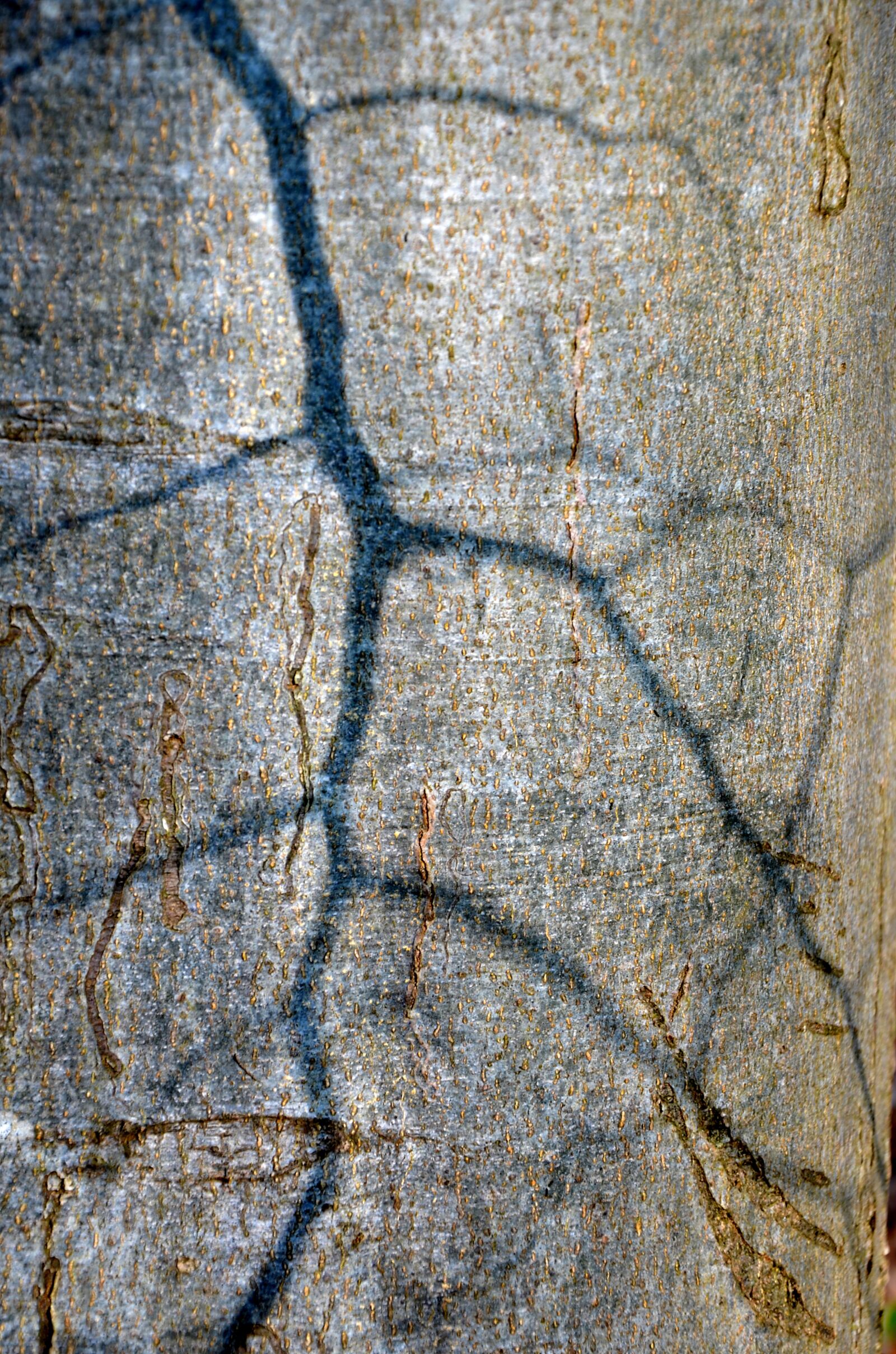 Nikon D5100 sample photo. Trunk, tree, shade photography