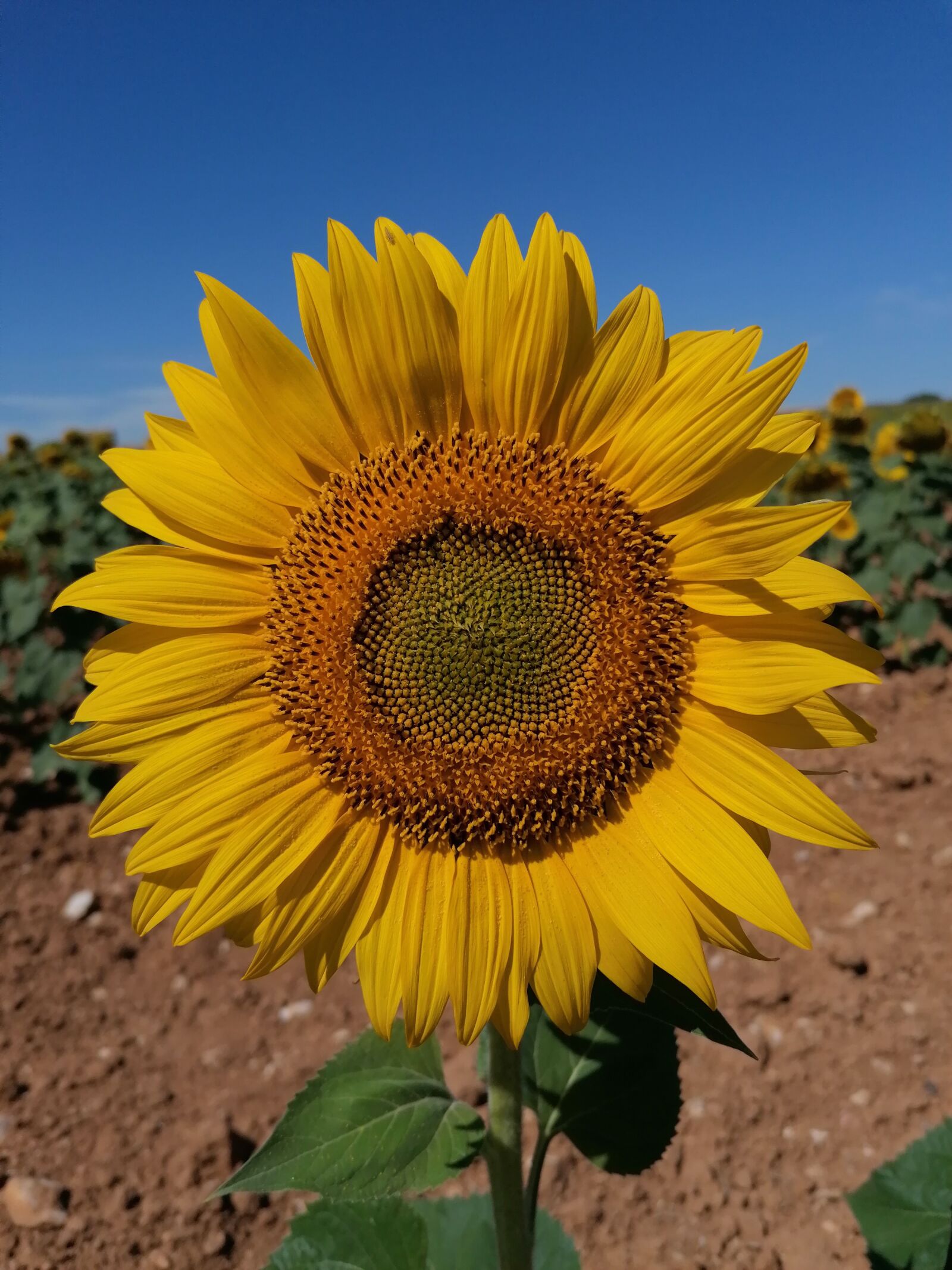 HUAWEI P30 LITE sample photo. Sunflower, flower, nature photography