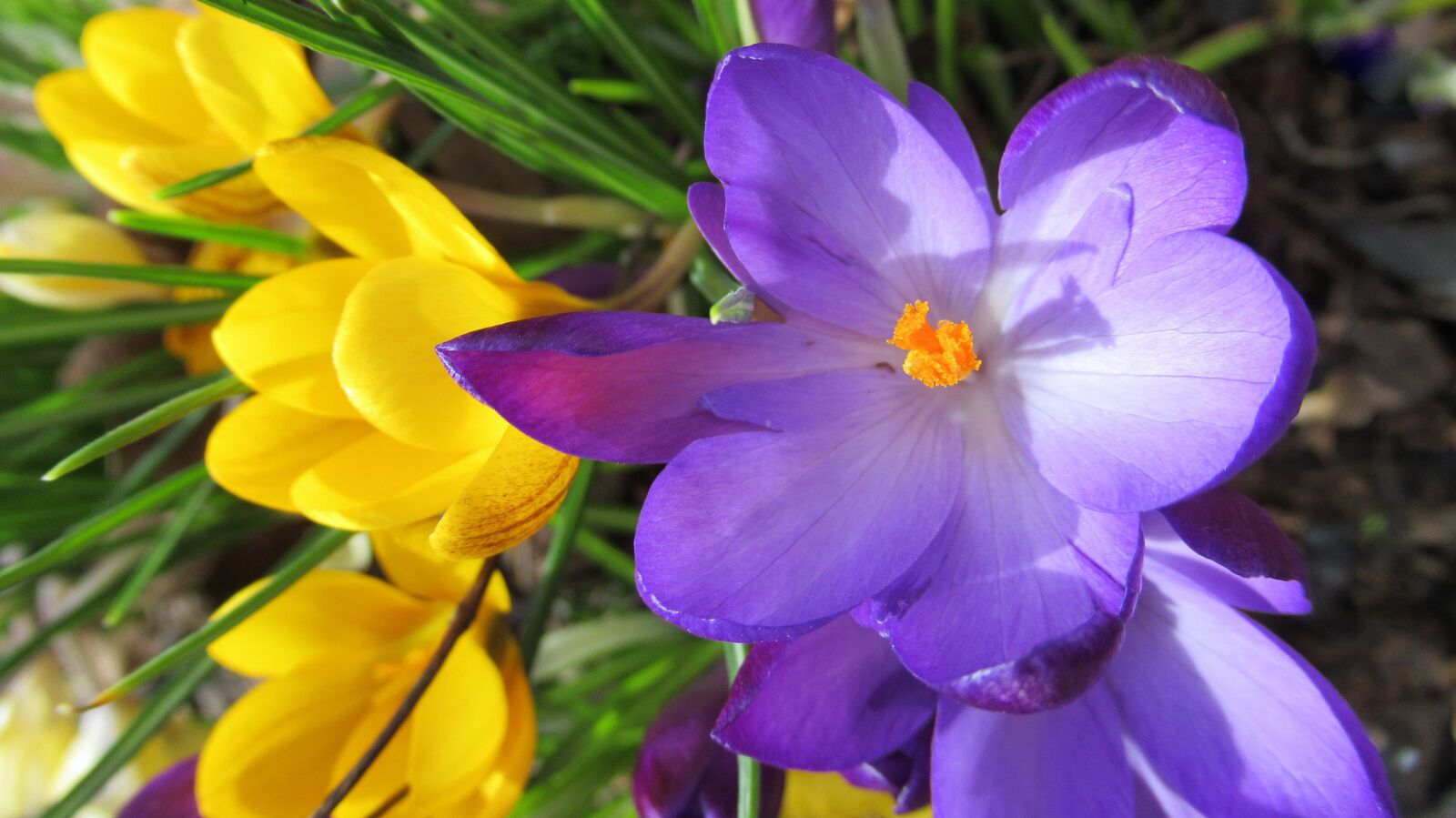 Canon PowerShot SX620 HS sample photo. Crocus, nature, flower photography