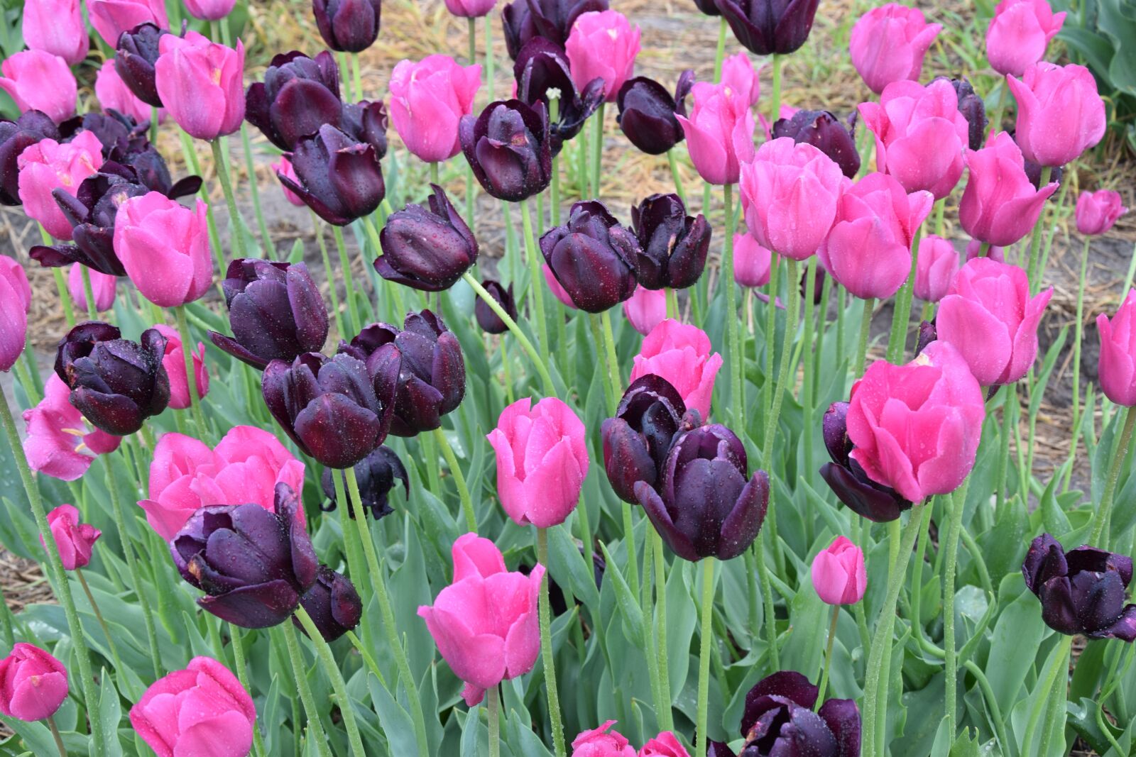 Nikon D3300 sample photo. Tulips, flower, nature photography