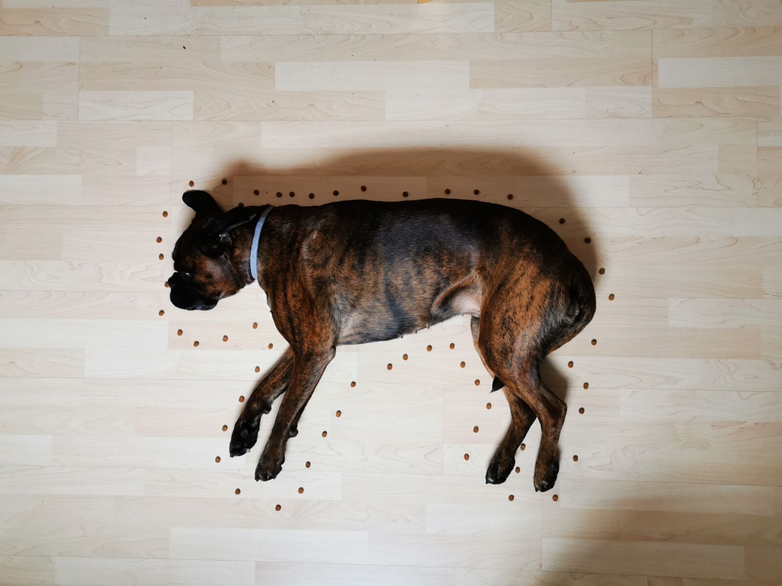 HUAWEI P30 sample photo. Tatort-challenge, hund, kekse photography