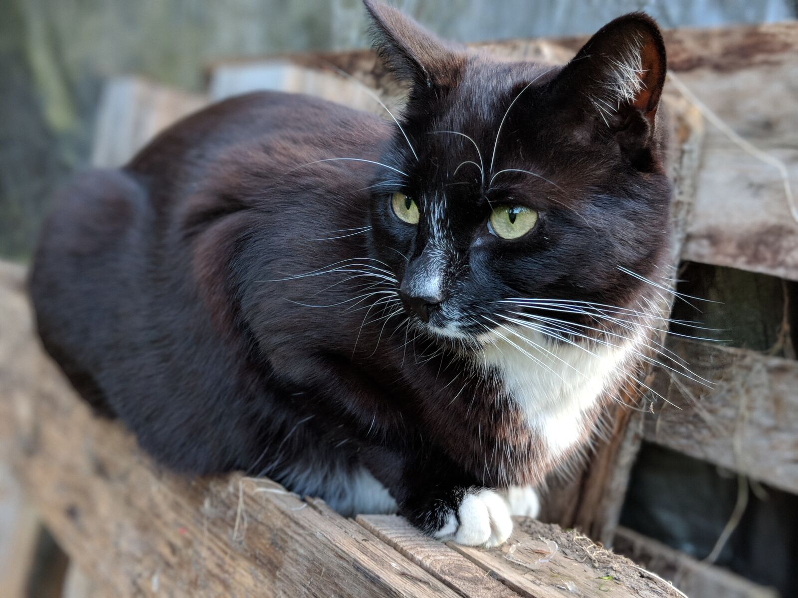 Google Pixel 2 sample photo. Cat, pallet, animal photography