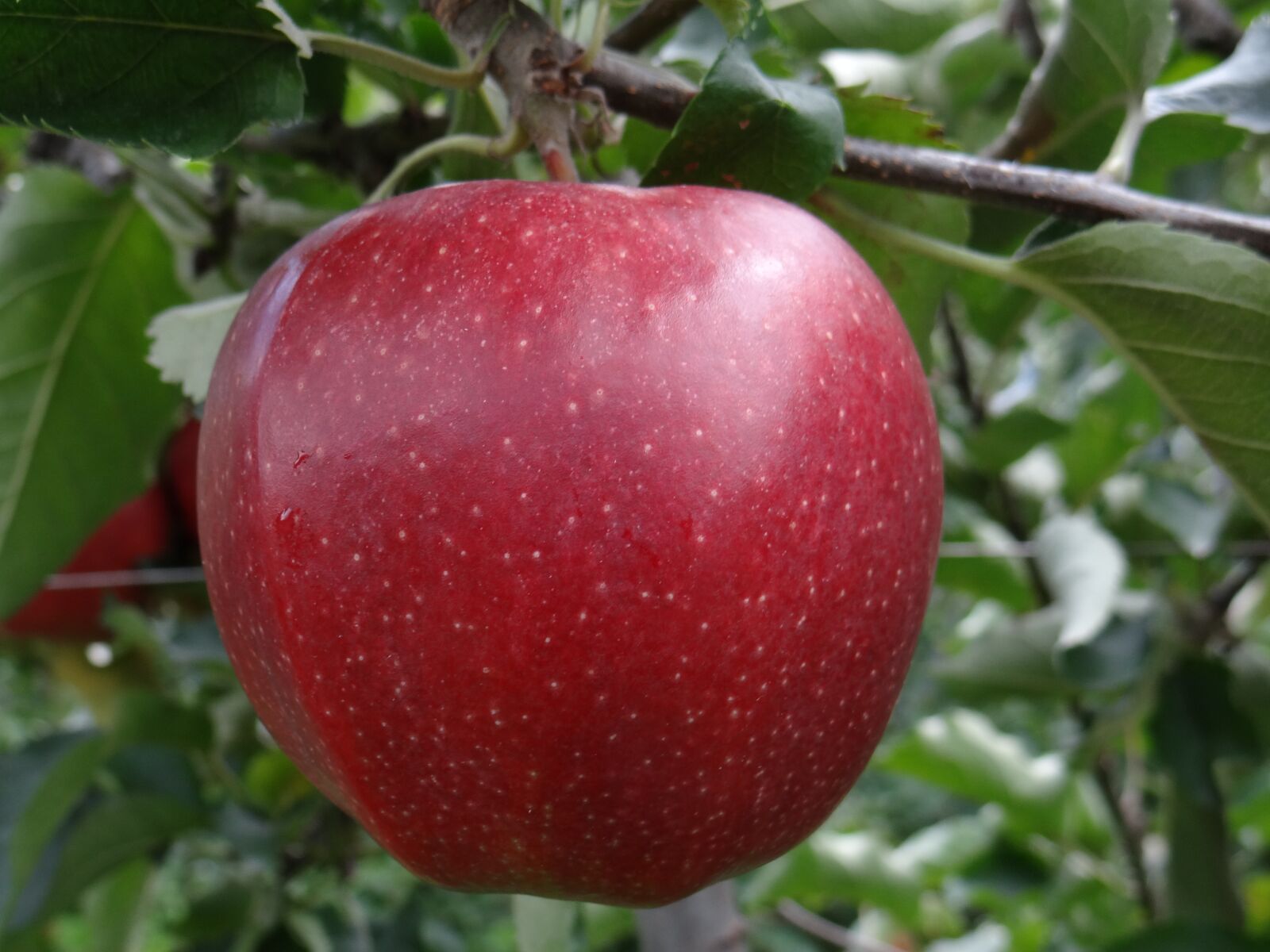 Sony DSC-HX200V sample photo. Jona gold, apple, red photography