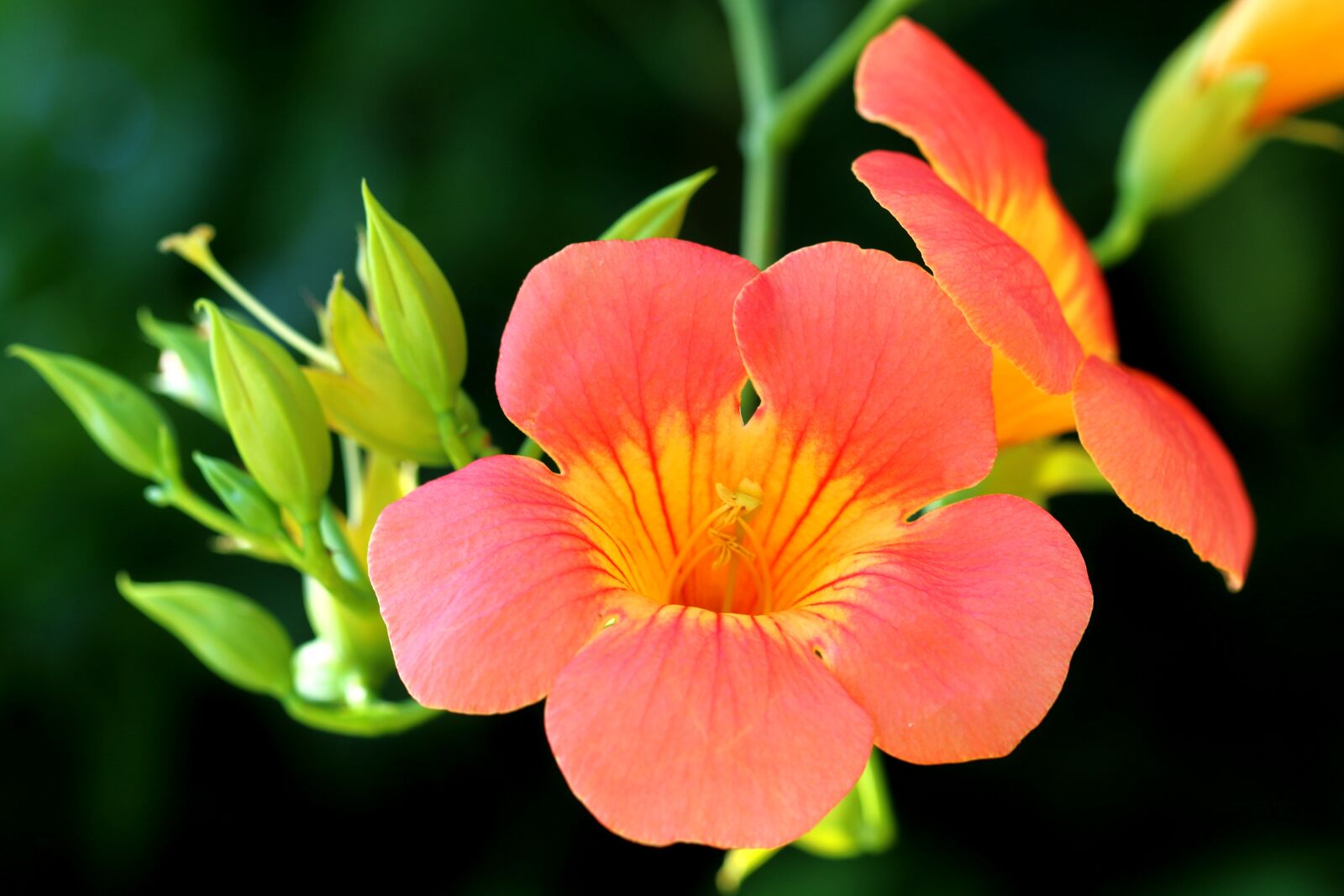 Canon EOS 7D Mark II sample photo. Campsis, flowers, plants photography