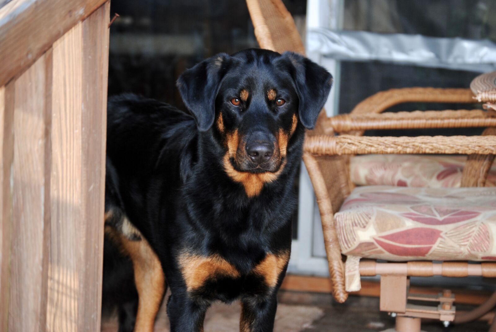 Nikon D3000 sample photo. Dog, color, black photography
