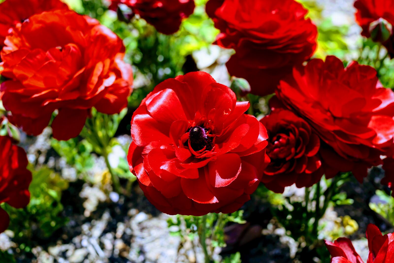 Canon EF 40mm F2.8 STM sample photo. Flower, nature, flora photography
