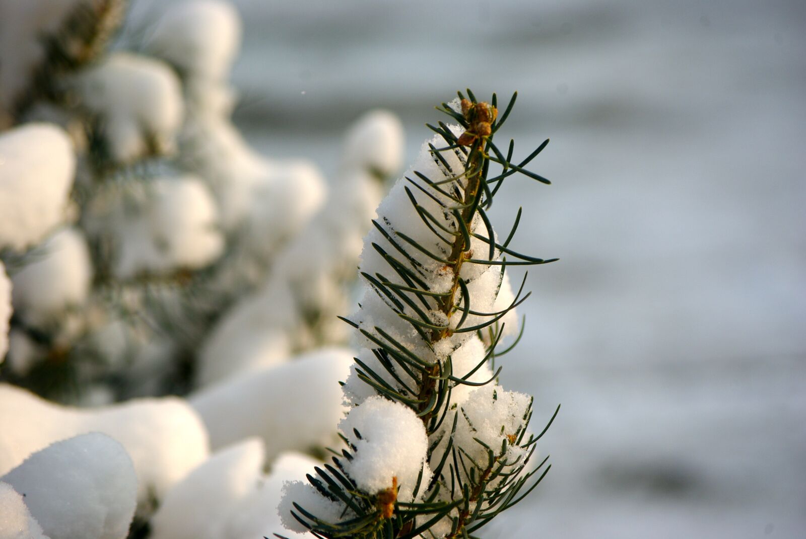 Pentax K200D sample photo. Snow, winter, cold photography