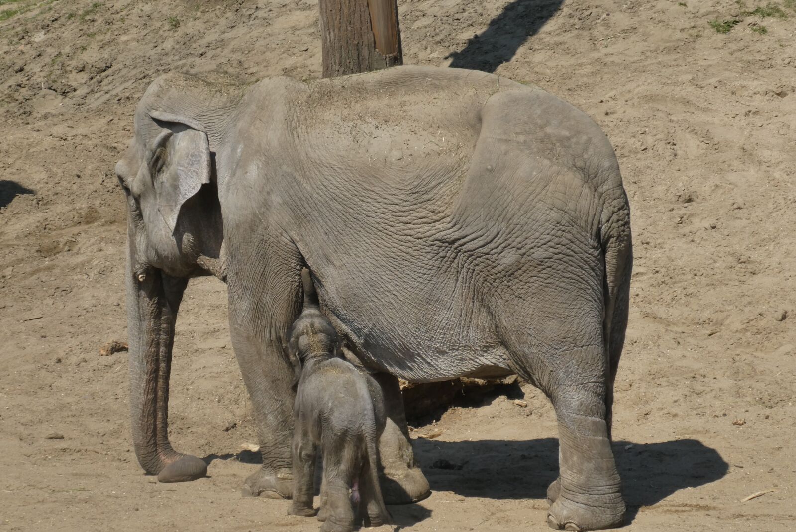 Panasonic Lumix DC-ZS70 (Lumix DC-TZ90) sample photo. Elephant with boy, zoo photography