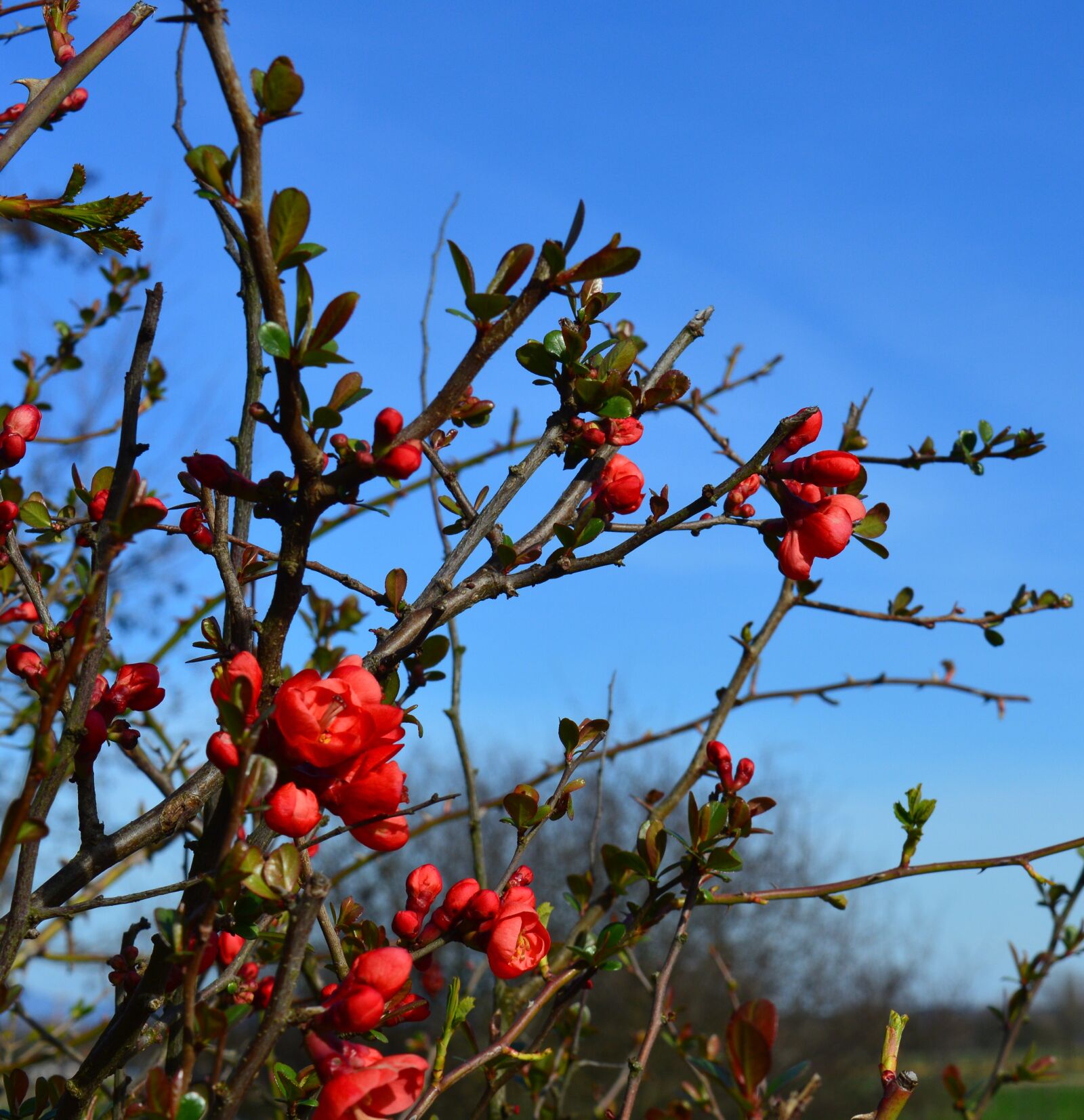 Nikon D3200 sample photo. Ornamental quince, japanese ornamental photography