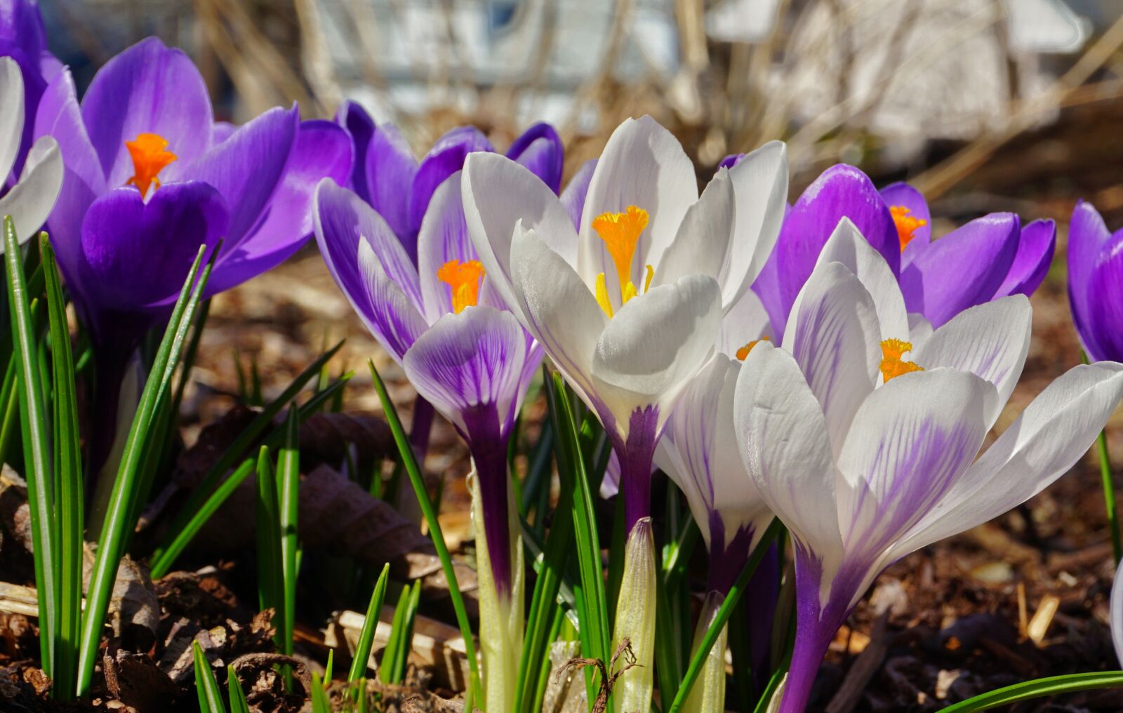 Sony E 16-50mm F3.5-5.6 PZ OSS sample photo. Spring, crocus, flowers photography