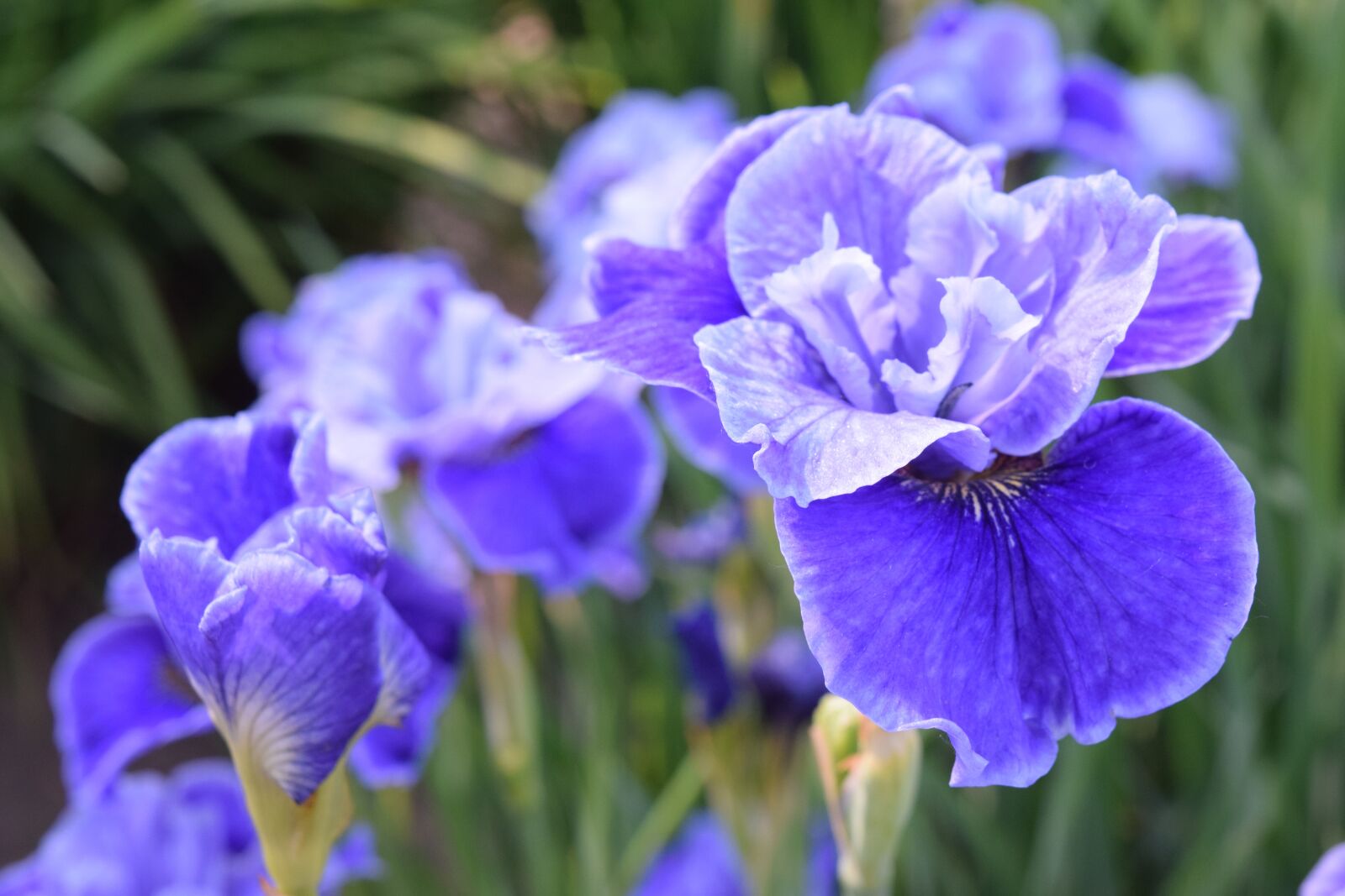 Nikon D3300 sample photo. Nature, blossom, plant photography