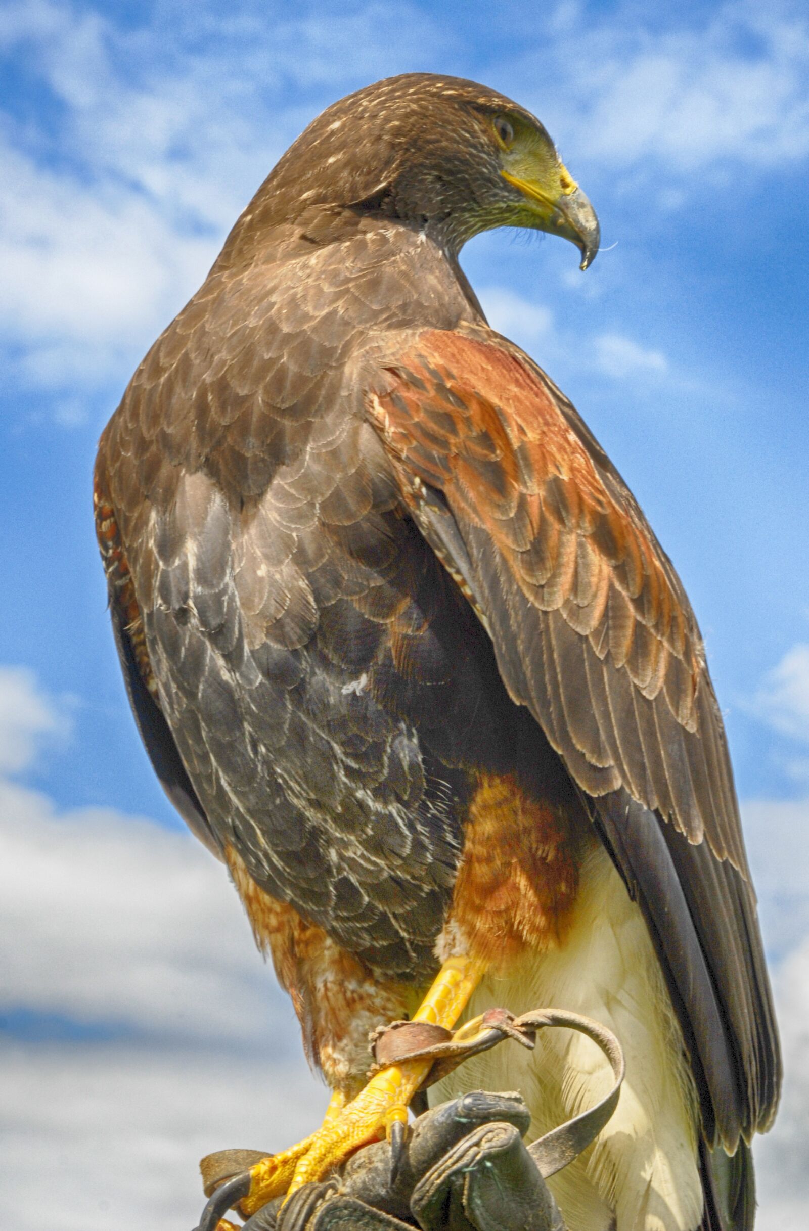 Nikon D200 sample photo. Bird, nature, wildlife photography