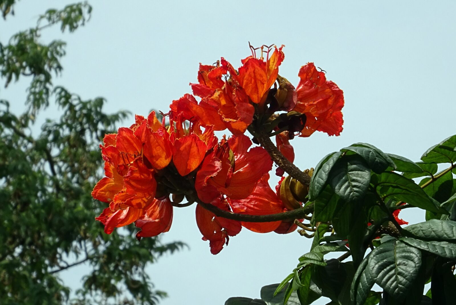Sony DSC-HX60V sample photo. Flower, spathodea, plant photography