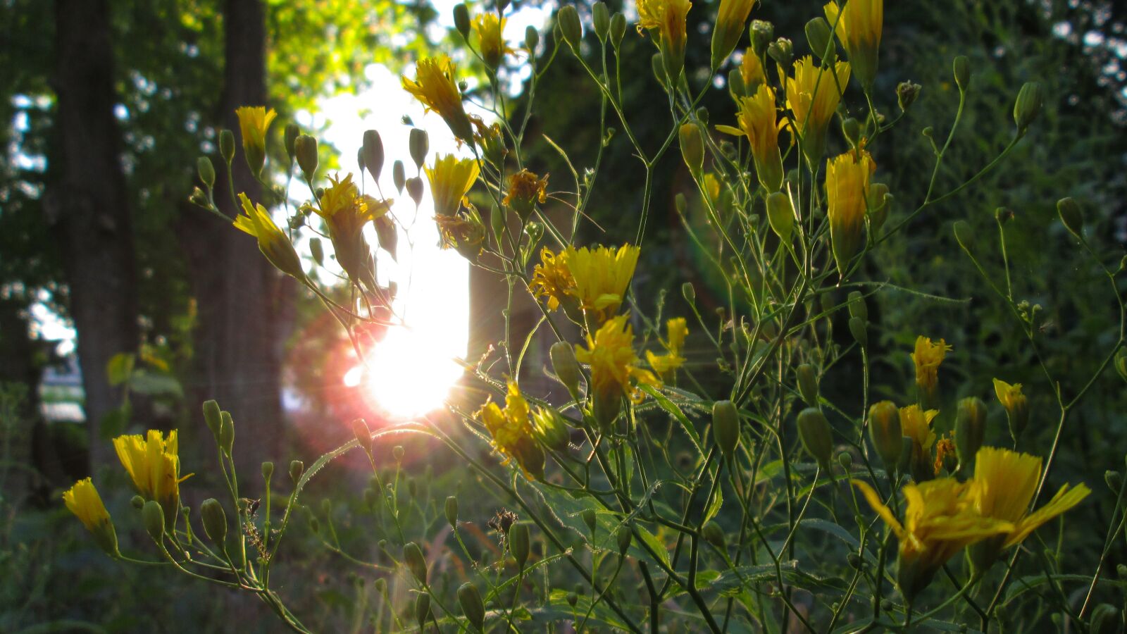 Canon PowerShot A810 sample photo. Nature, sunset, flowers photography
