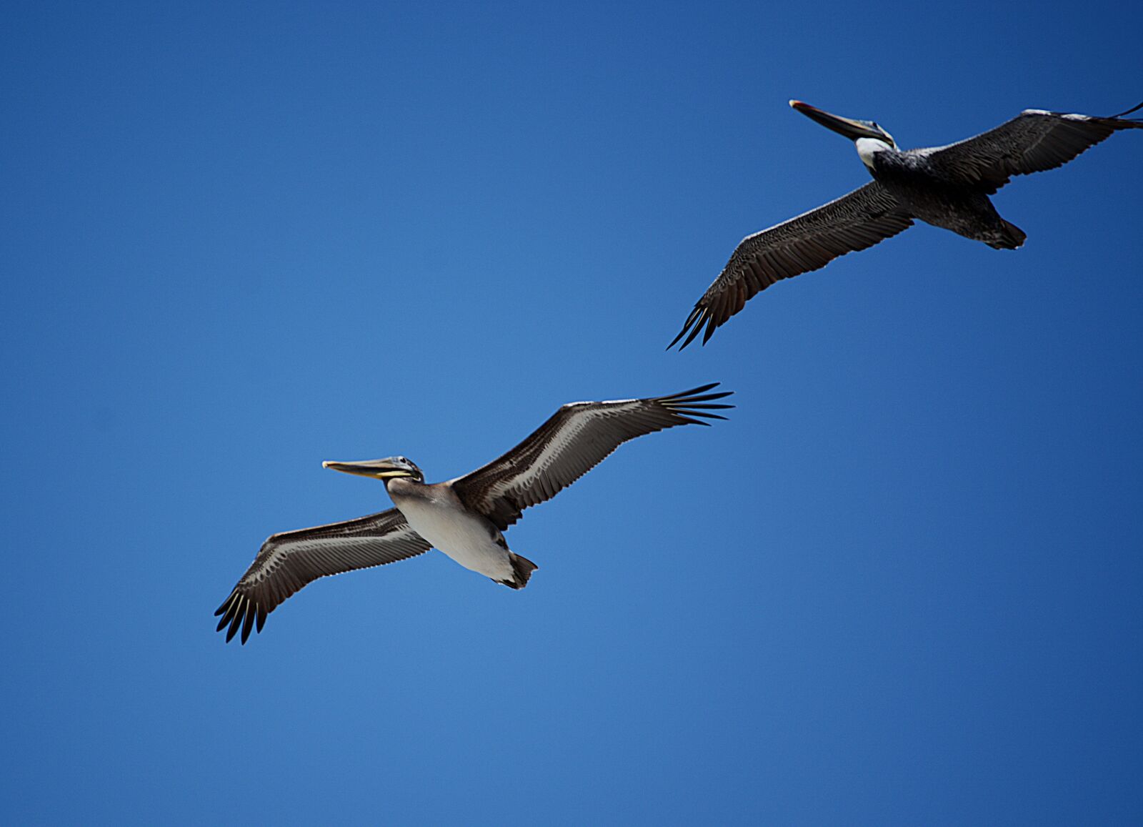 Nikon D7100 sample photo. Pelican, wildlife, bird photography