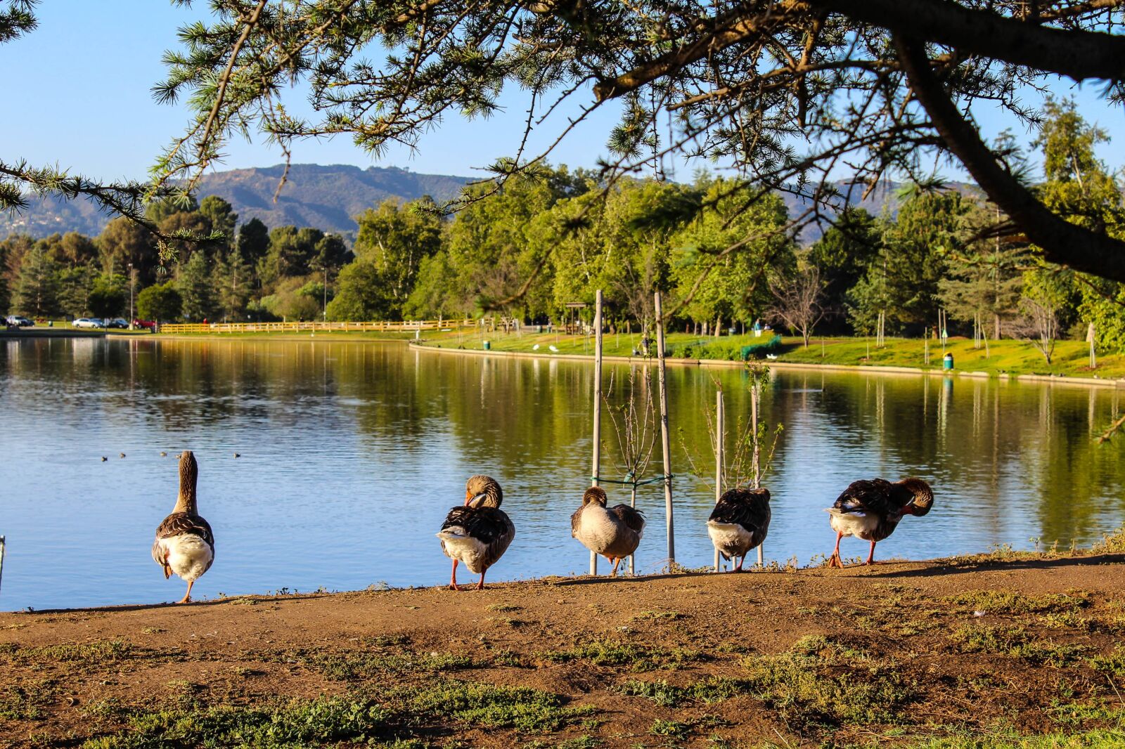 Canon EOS 1200D (EOS Rebel T5 / EOS Kiss X70 / EOS Hi) sample photo. Lake balboa, domestic geese photography