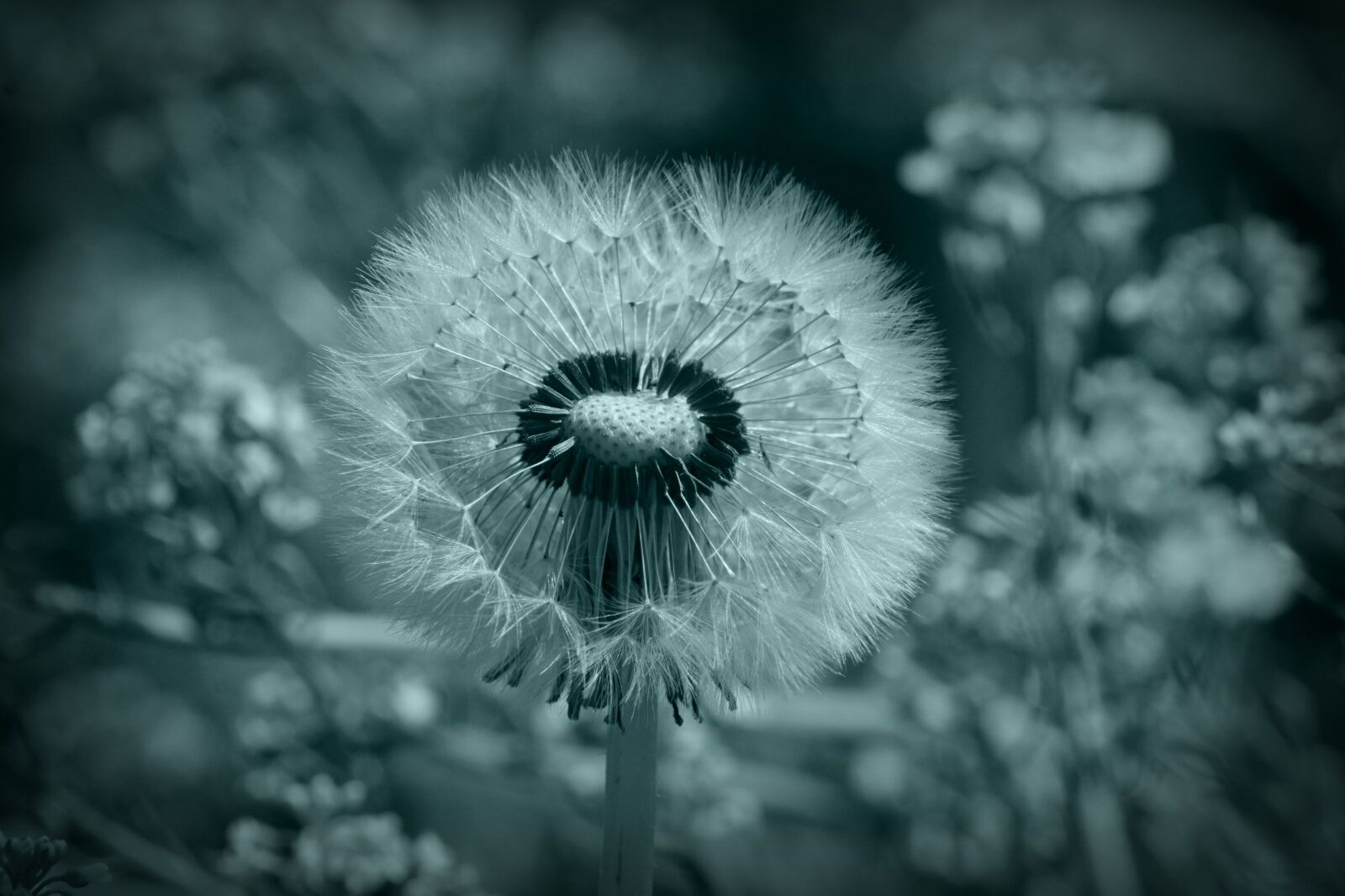 Canon EOS 2000D (EOS Rebel T7 / EOS Kiss X90 / EOS 1500D) sample photo. Dandelion, umbrella, wish you photography