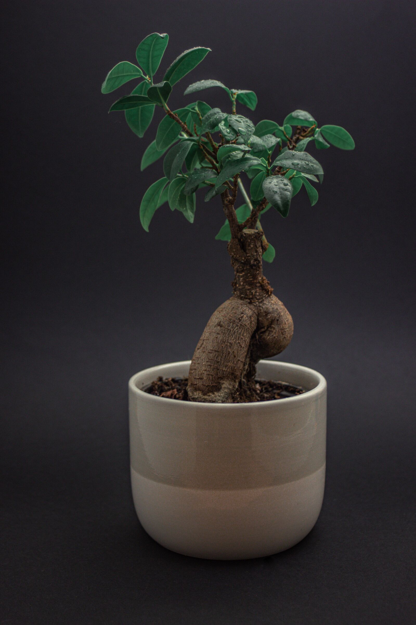 Canon EOS 600D (Rebel EOS T3i / EOS Kiss X5) + Canon EF 28-80mm f/3.5-5.6 sample photo. Bonsai, plant, indoor plant photography