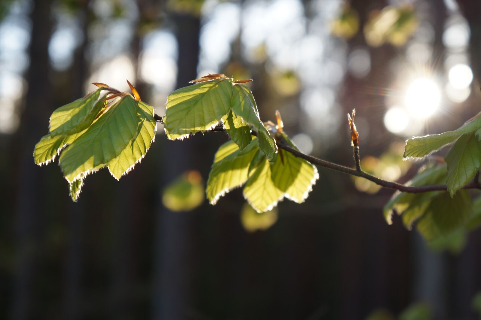 Sony Alpha a3000 + Sony E 18-55mm F3.5-5.6 OSS sample photo. Beech, nature, foliage photography