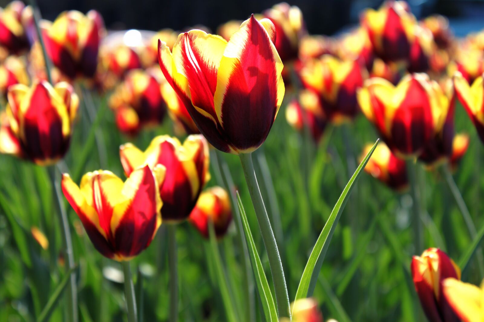 Canon EOS 500D (EOS Rebel T1i / EOS Kiss X3) sample photo. Tulip, flower, bloom photography