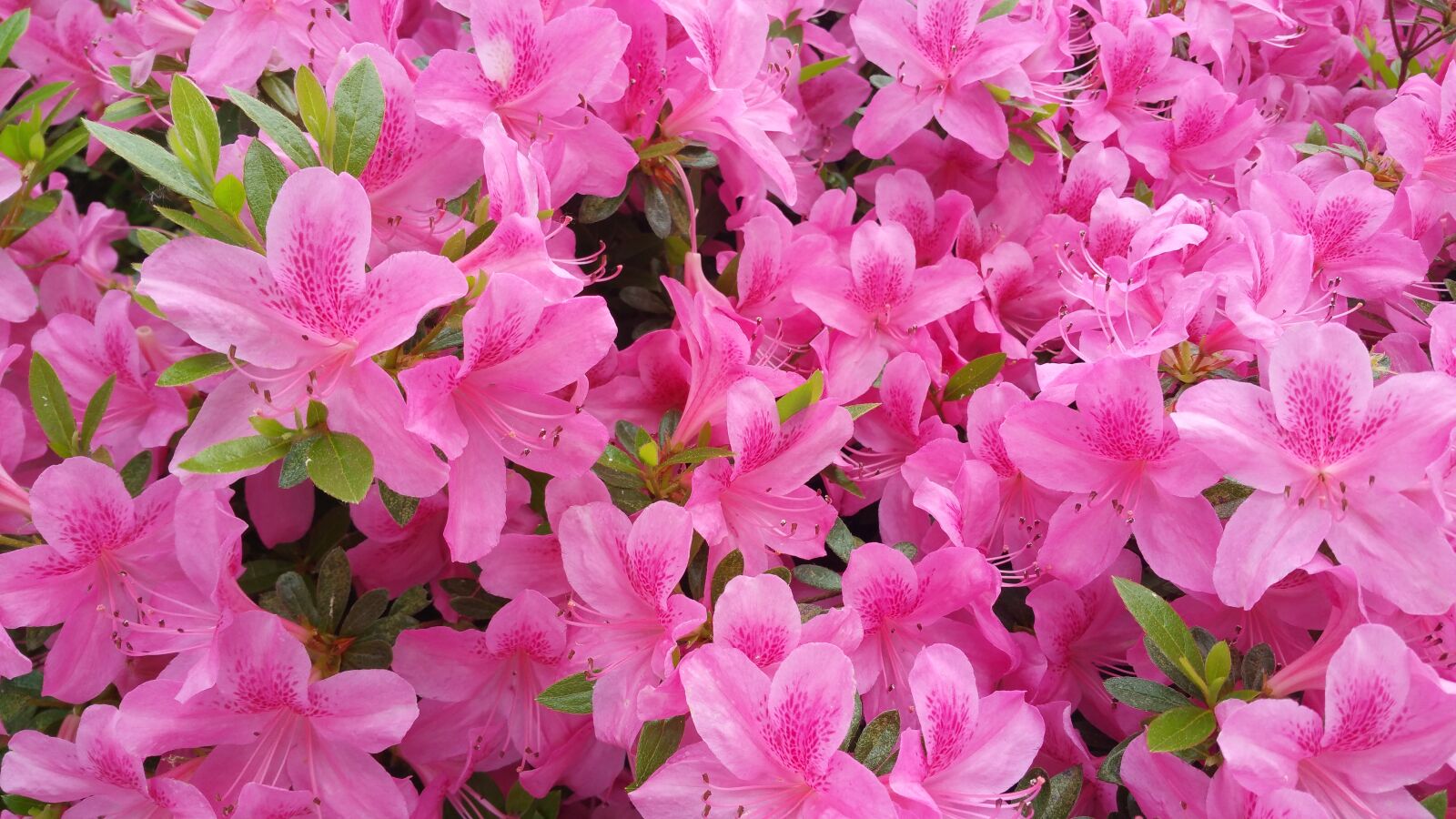 Samsung Galaxy Note4 sample photo. Flowers, petals, macro photography