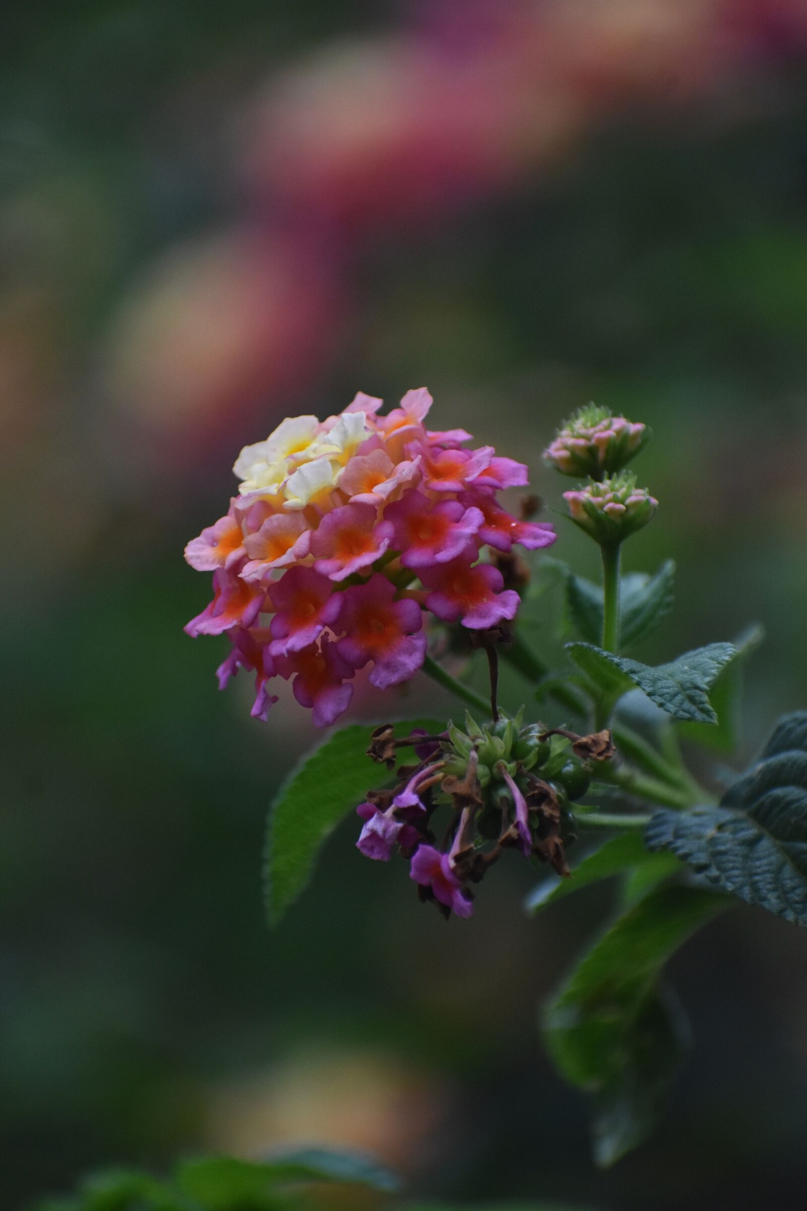 Nikon D3400 sample photo. Flowers, nature, rose photography