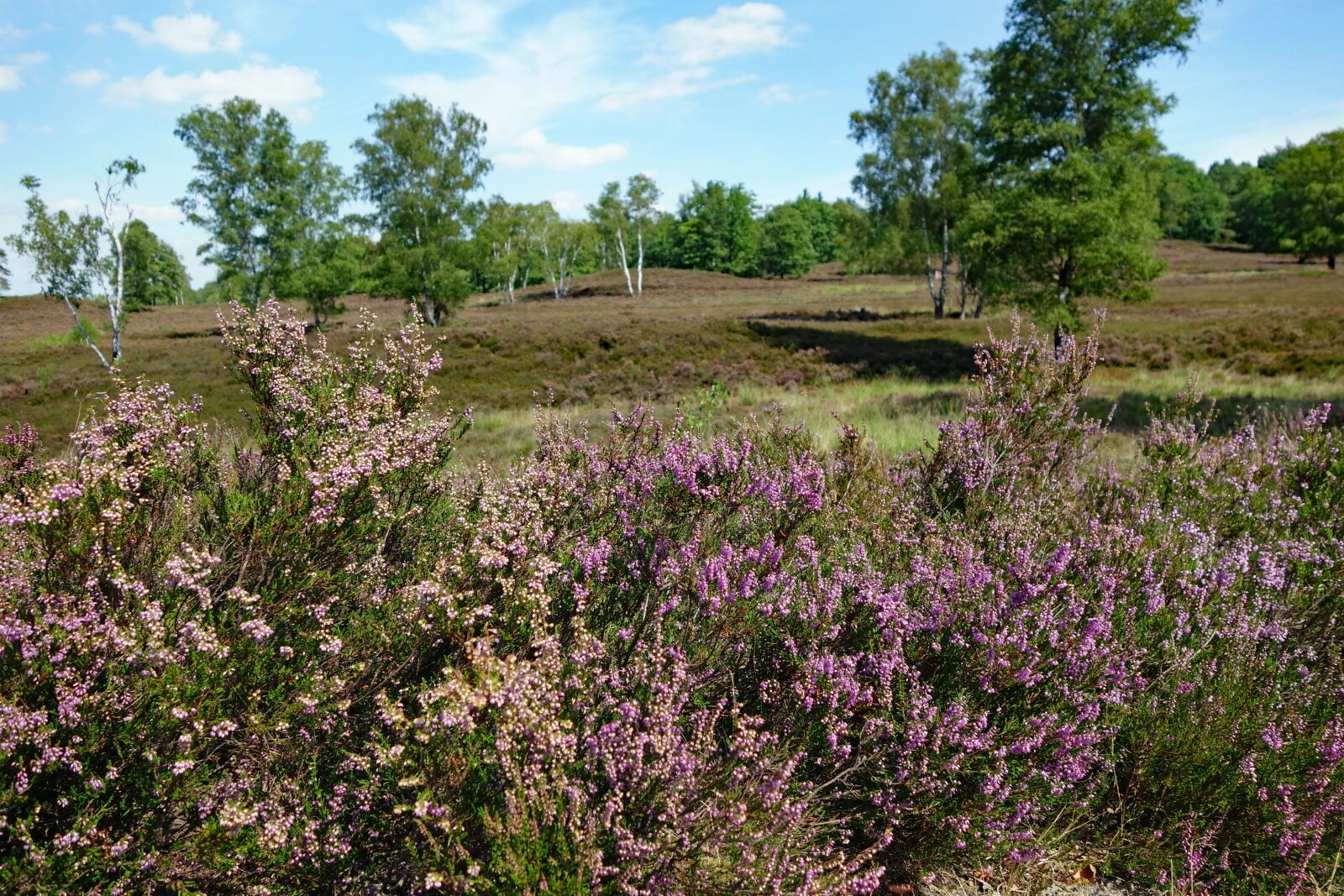 Sony Cyber-shot DSC-RX100 II sample photo. Heide, fischbeker heath, hamburg photography