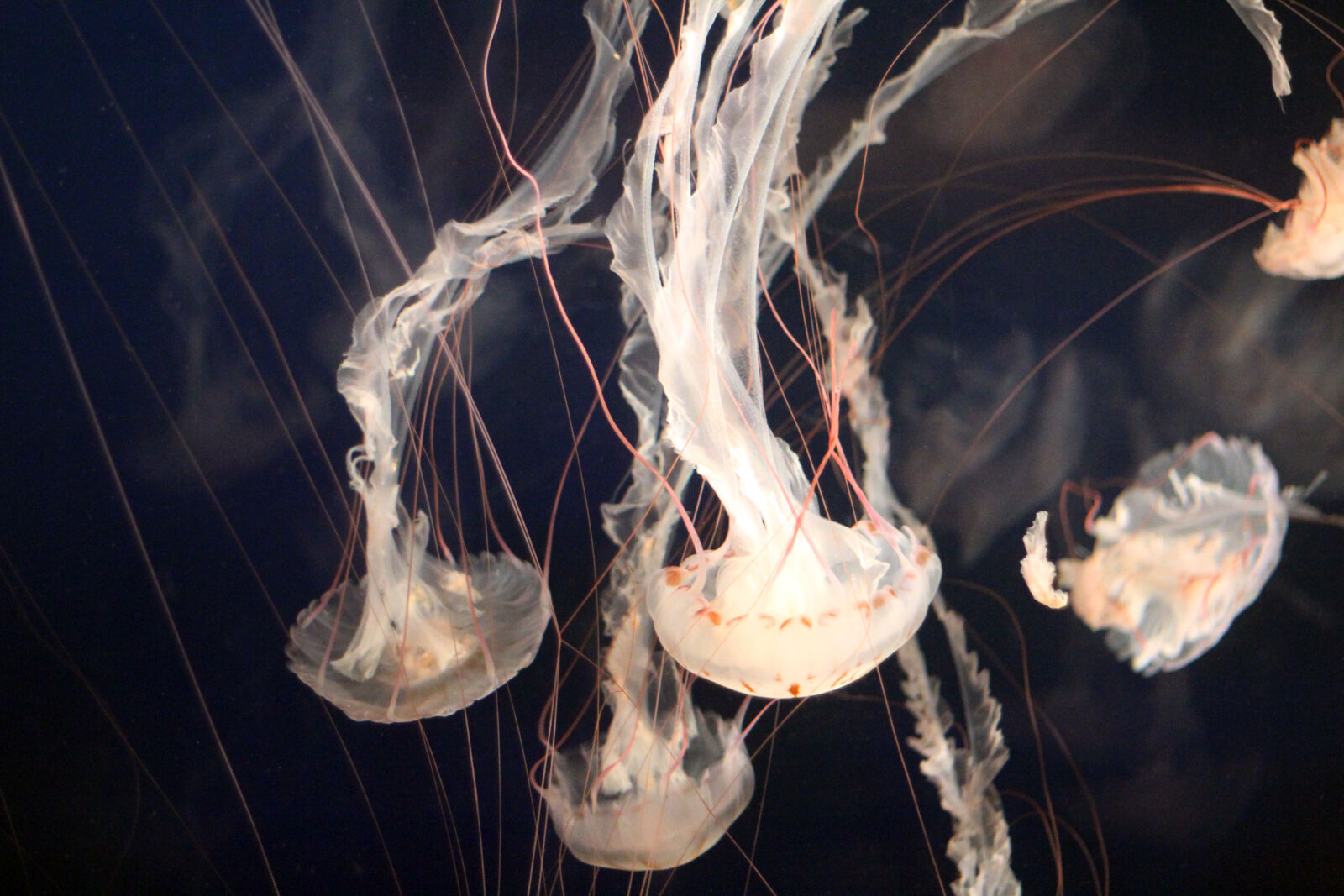 Canon EOS 550D (EOS Rebel T2i / EOS Kiss X4) sample photo. Water, jellyfish, jellyfishes, aquarium photography