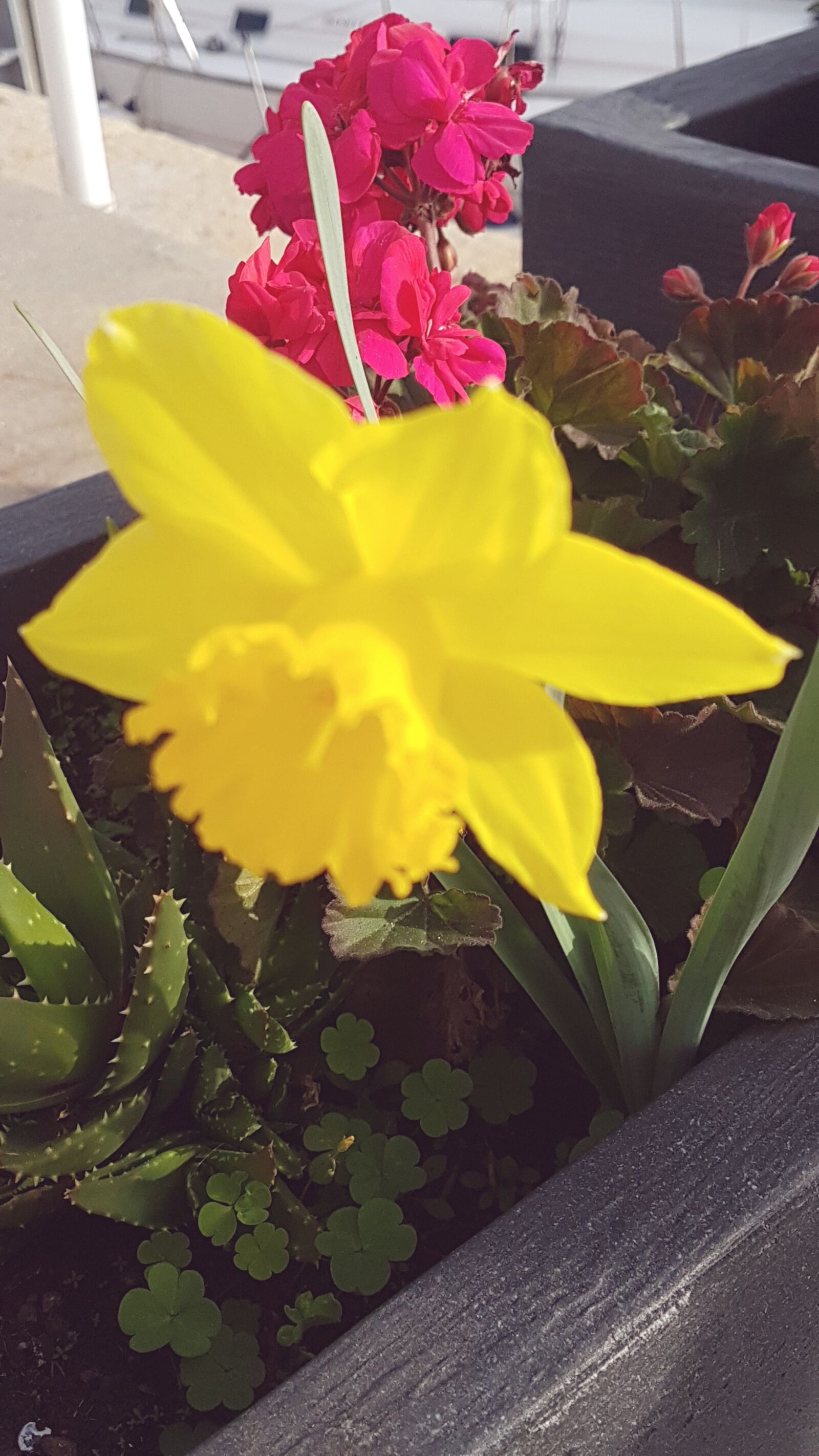 Samsung Galaxy S7 sample photo. Flower, yellow, galicia photography