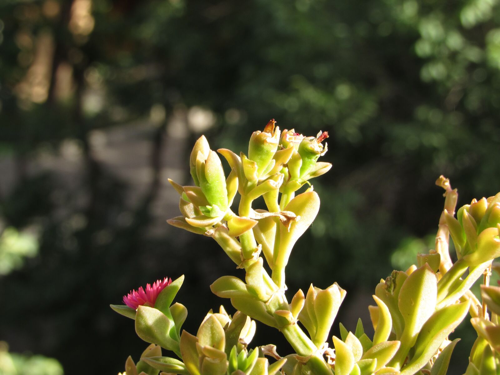 Canon PowerShot SX530 HS sample photo. Summer, flower, sunny photography