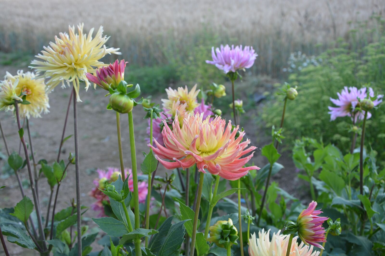 Nikon D5200 sample photo. Massif, dahlia, flower photography