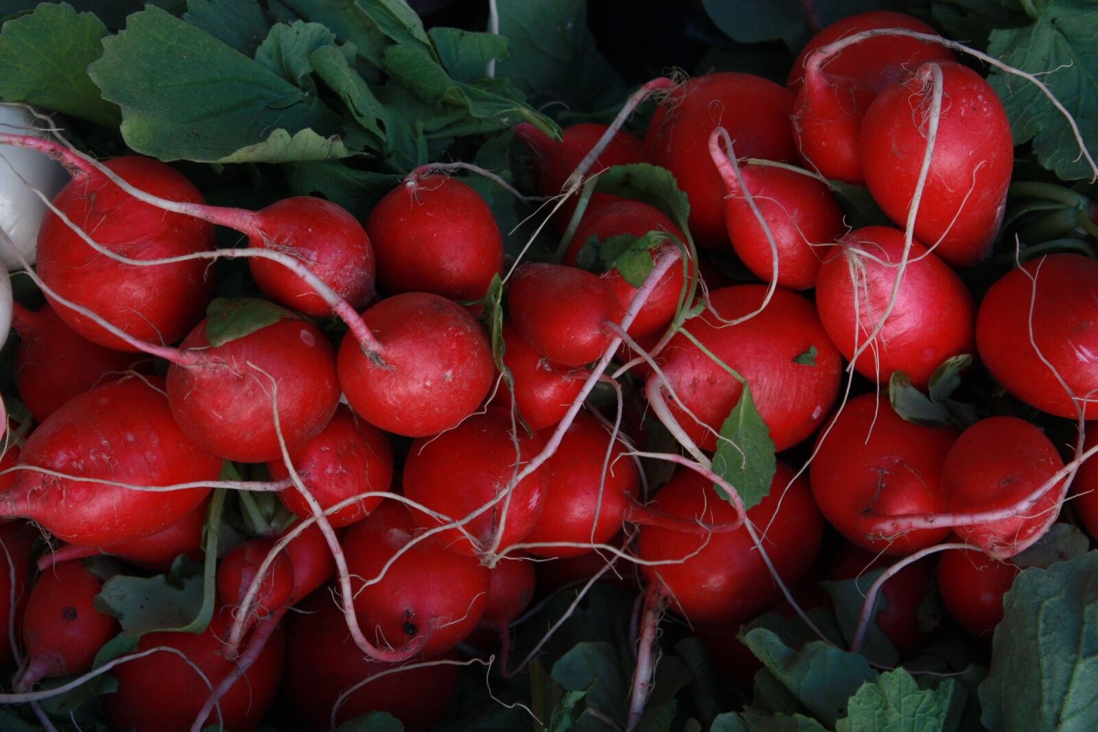 Canon EOS 450D (EOS Rebel XSi / EOS Kiss X2) sample photo. Radishes, food, red photography