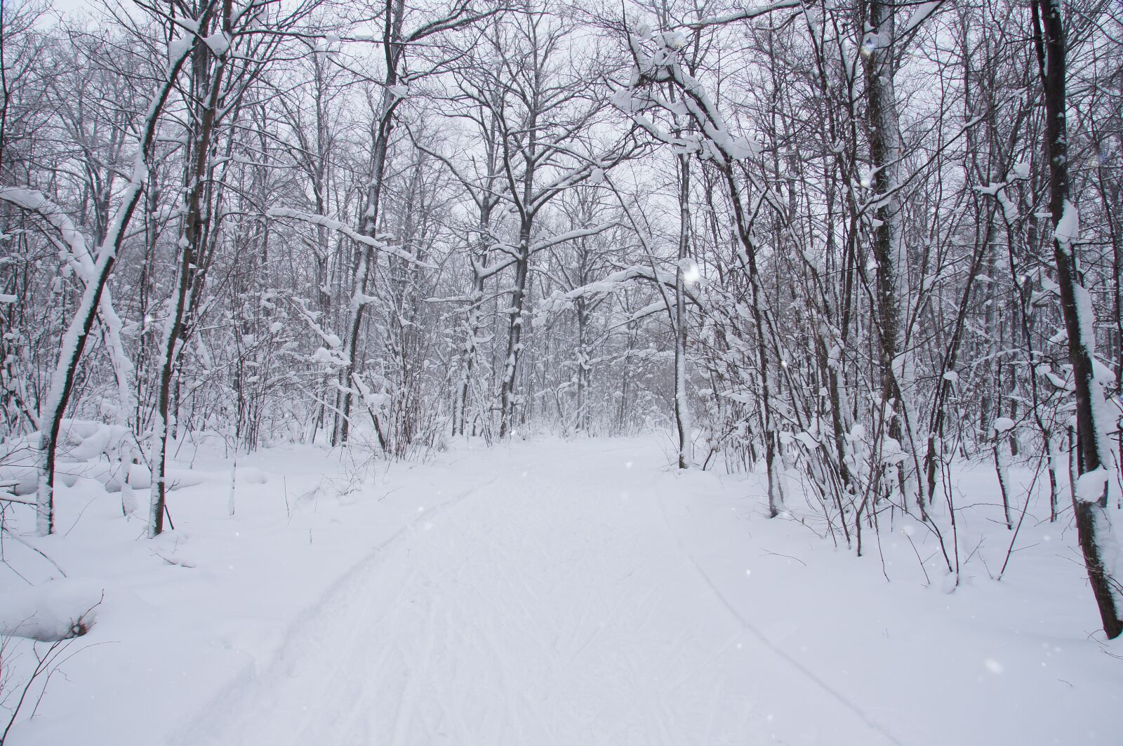 Sony Alpha DSLR-A580 sample photo. Snow forest, winter, snow photography