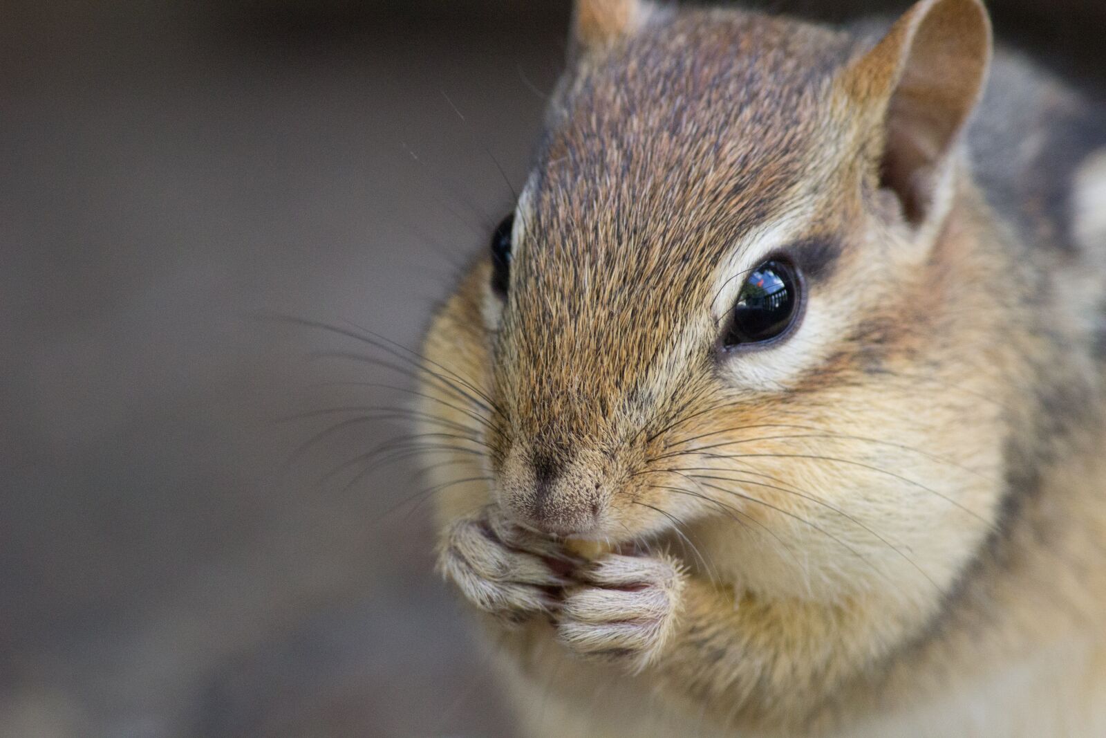Canon EOS 600D (Rebel EOS T3i / EOS Kiss X5) sample photo. Chipmunk, cute, wildlife photography