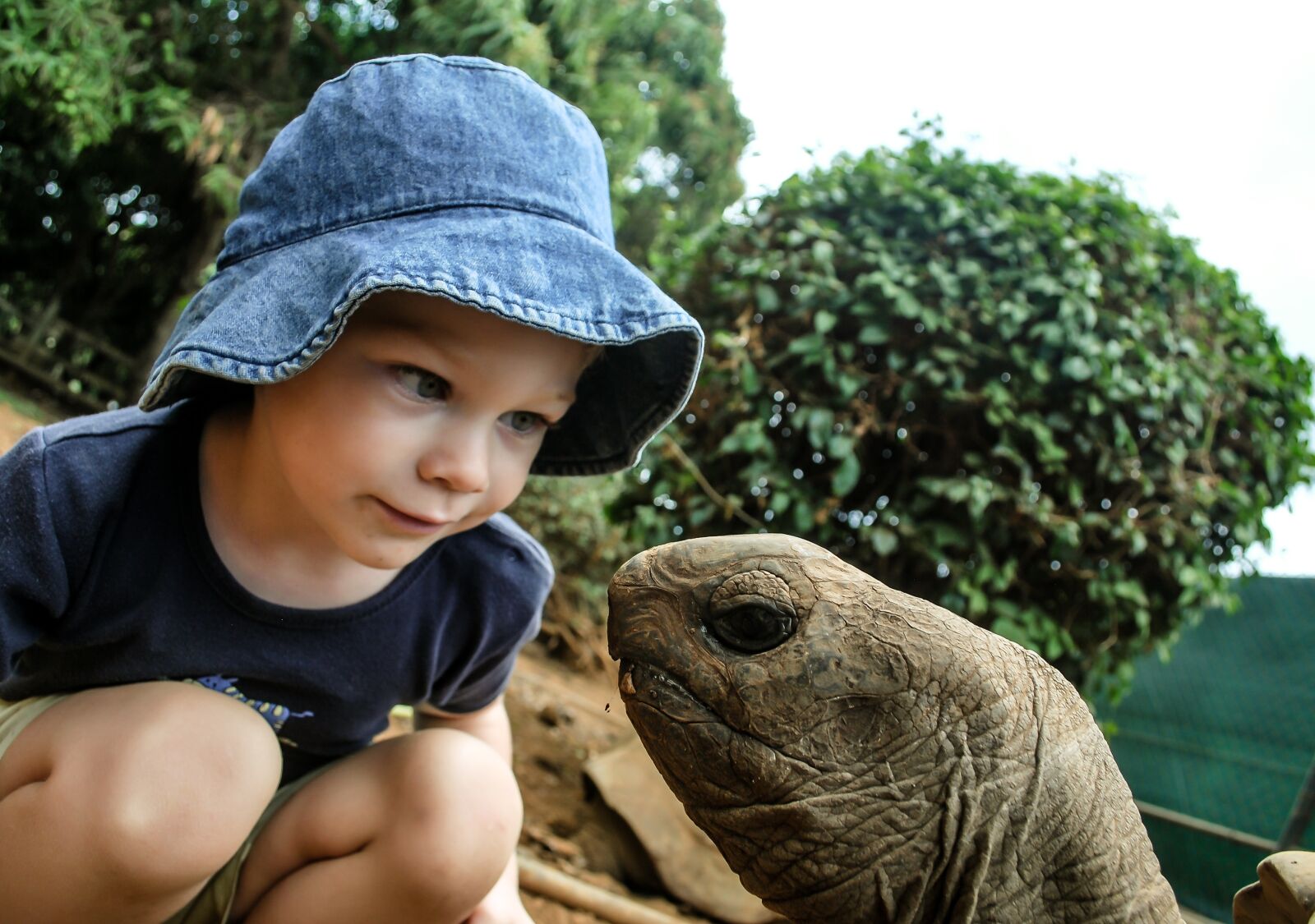 Nikon D60 sample photo. Boy, turtle, watching photography