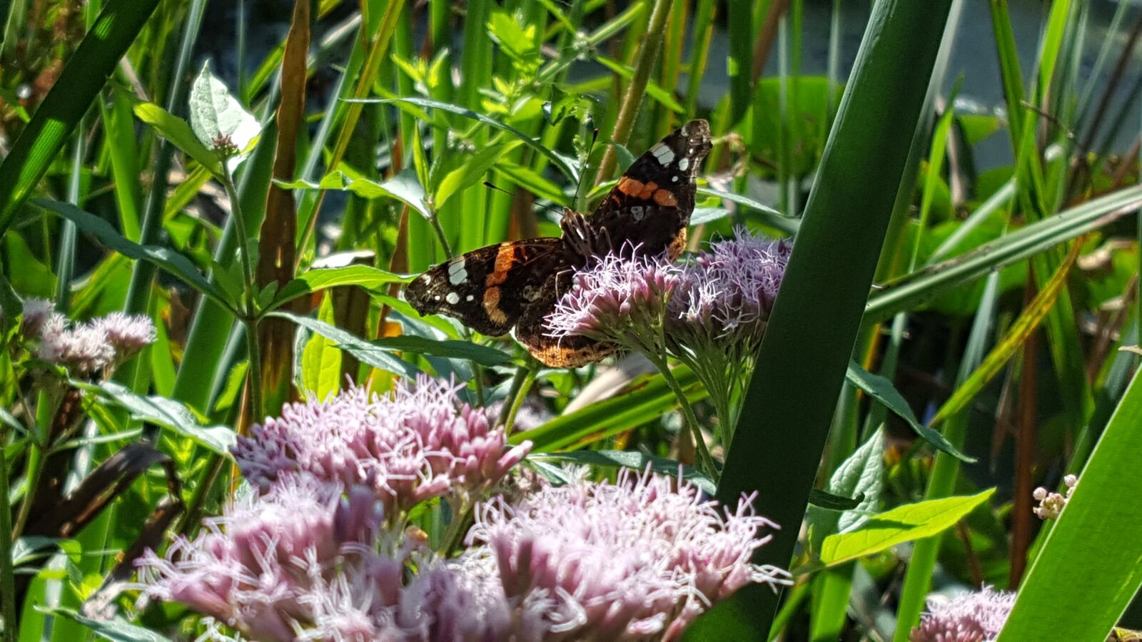 Samsung Galaxy S6 sample photo. Butterfly, flower, insect photography