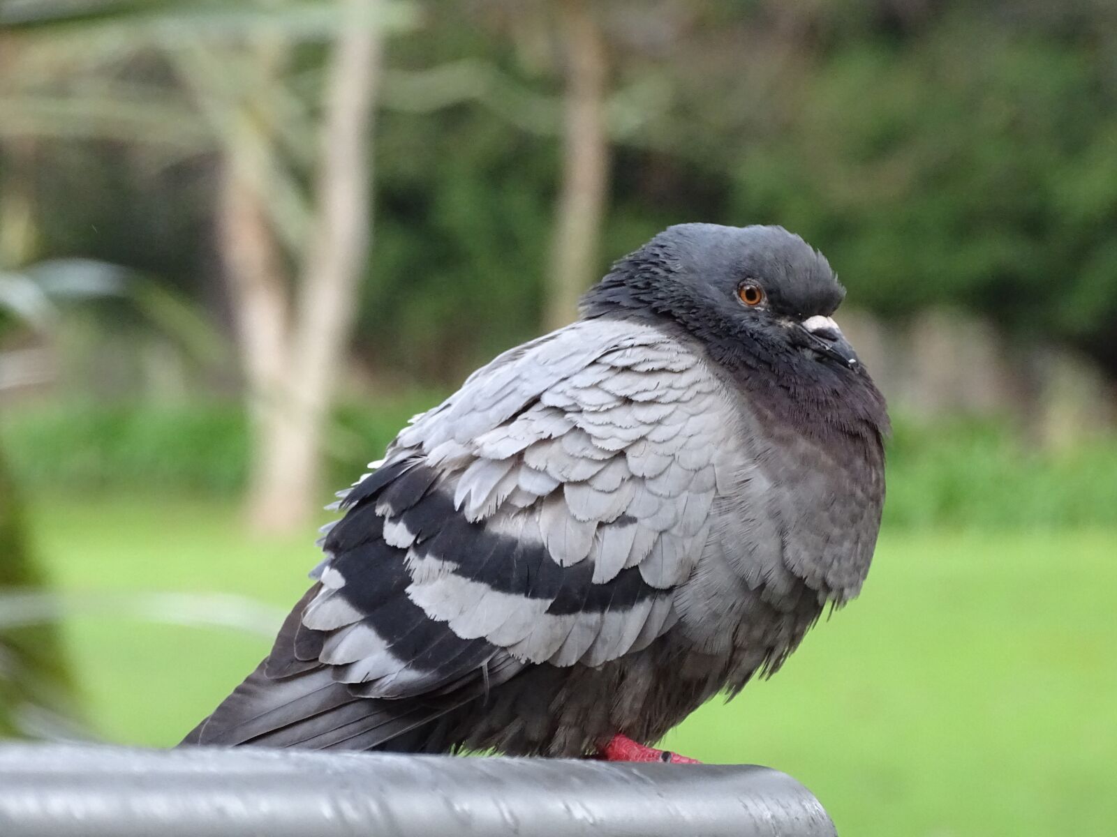 Sony Cyber-shot DSC-HX400V sample photo. Birds, ave, pigeons photography