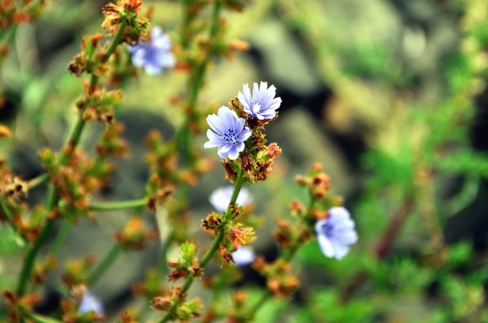 Nikon D5100 sample photo. Flower, spring, meadow, pistil photography