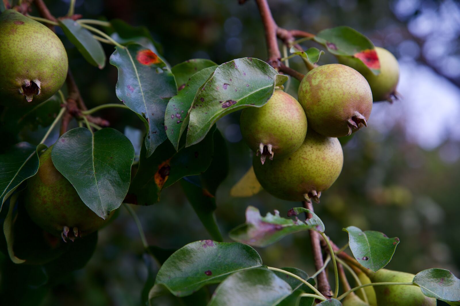 Canon EOS 6D Mark II sample photo. Pears, pear tree, orchard photography