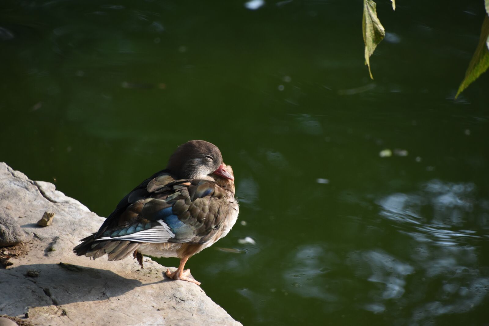 Nikon D7200 sample photo. Birds, brazilian teal, close photography